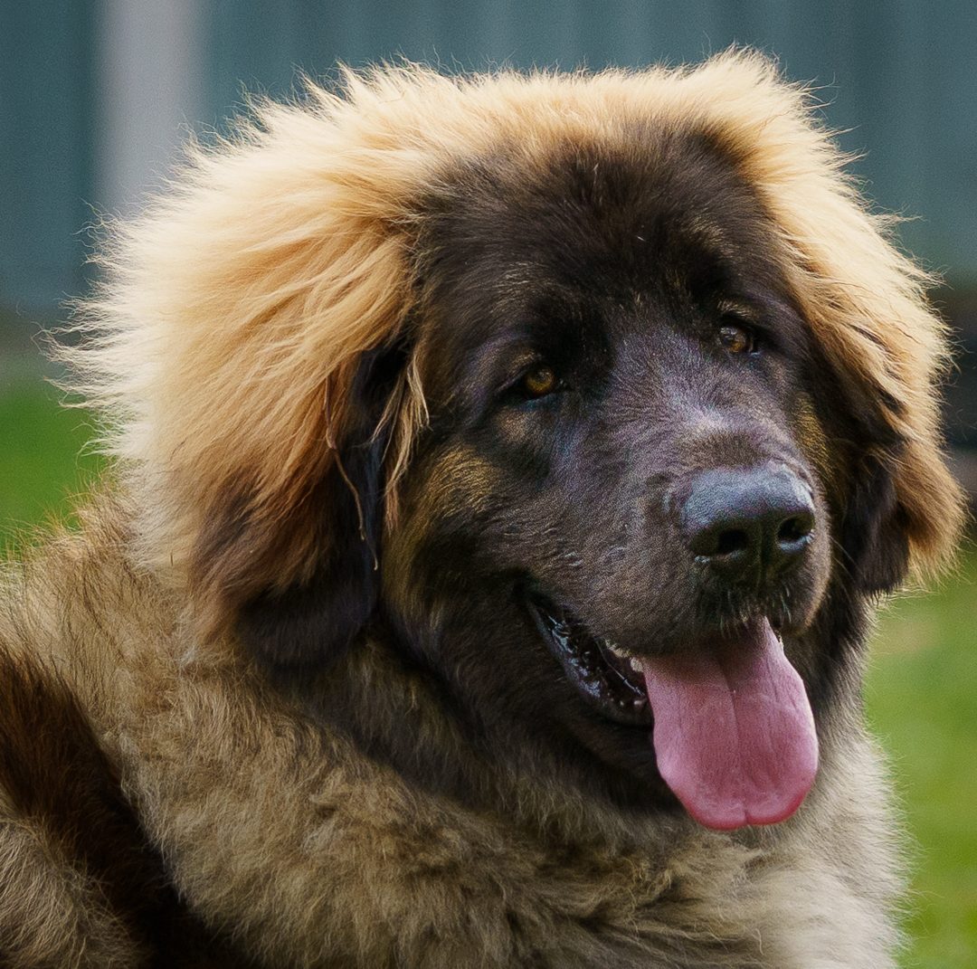 Fraggle the Leonberger