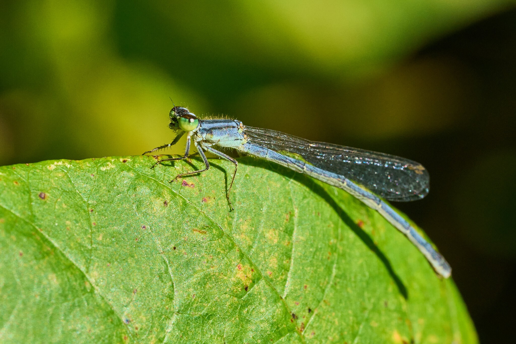 Fragile Forktail - Claymont - 09142026 - 06.jpg