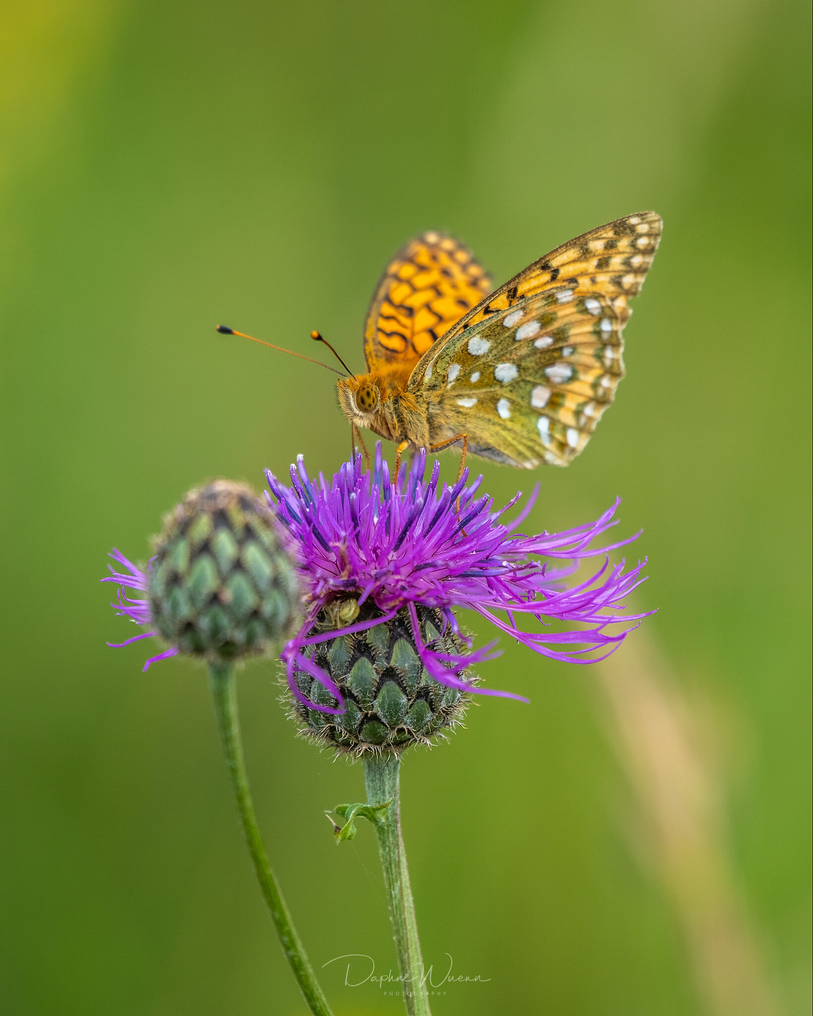 Fritillary 20200628 _SA77441.jpg