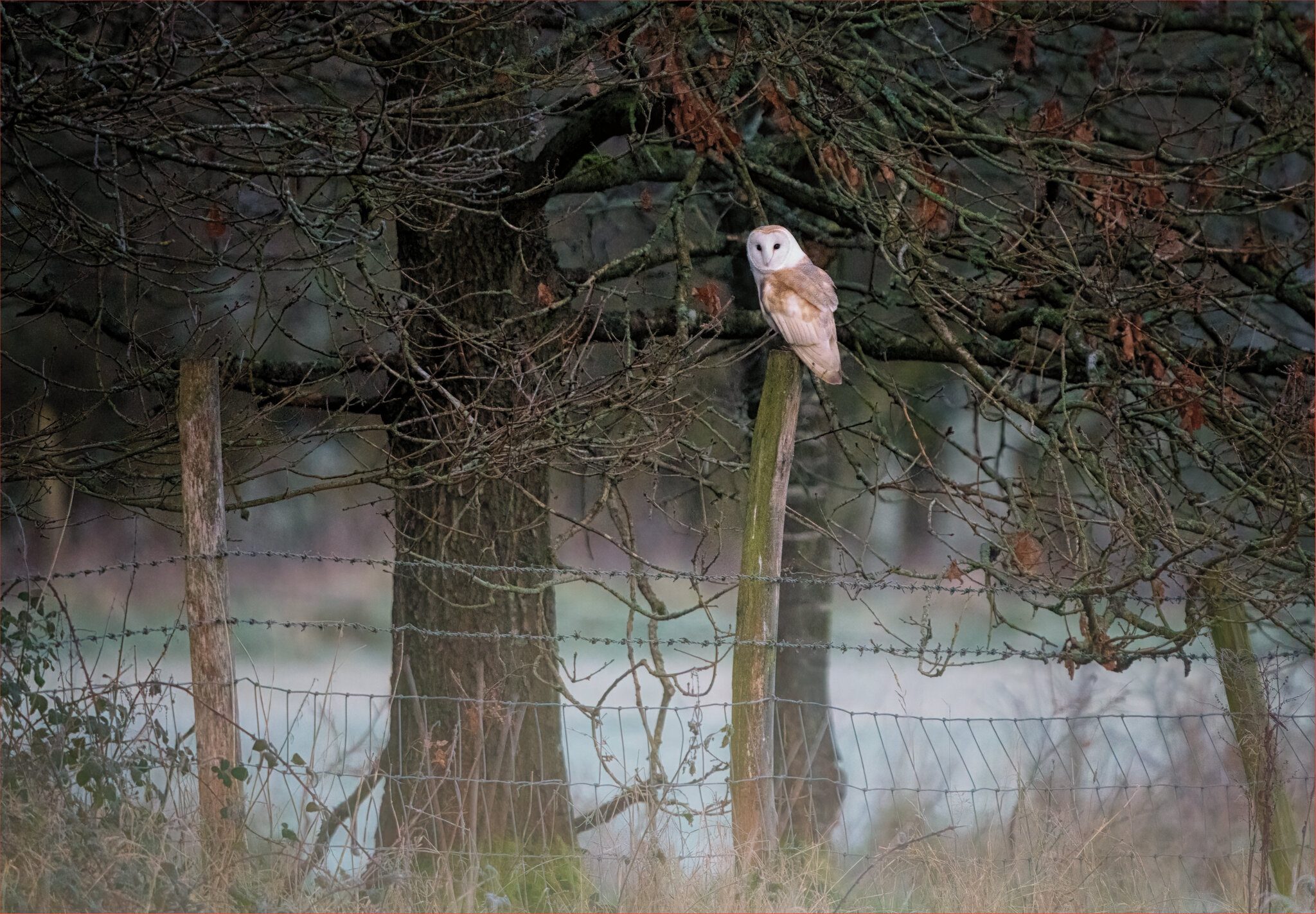 Frosty Morning Barn Owl