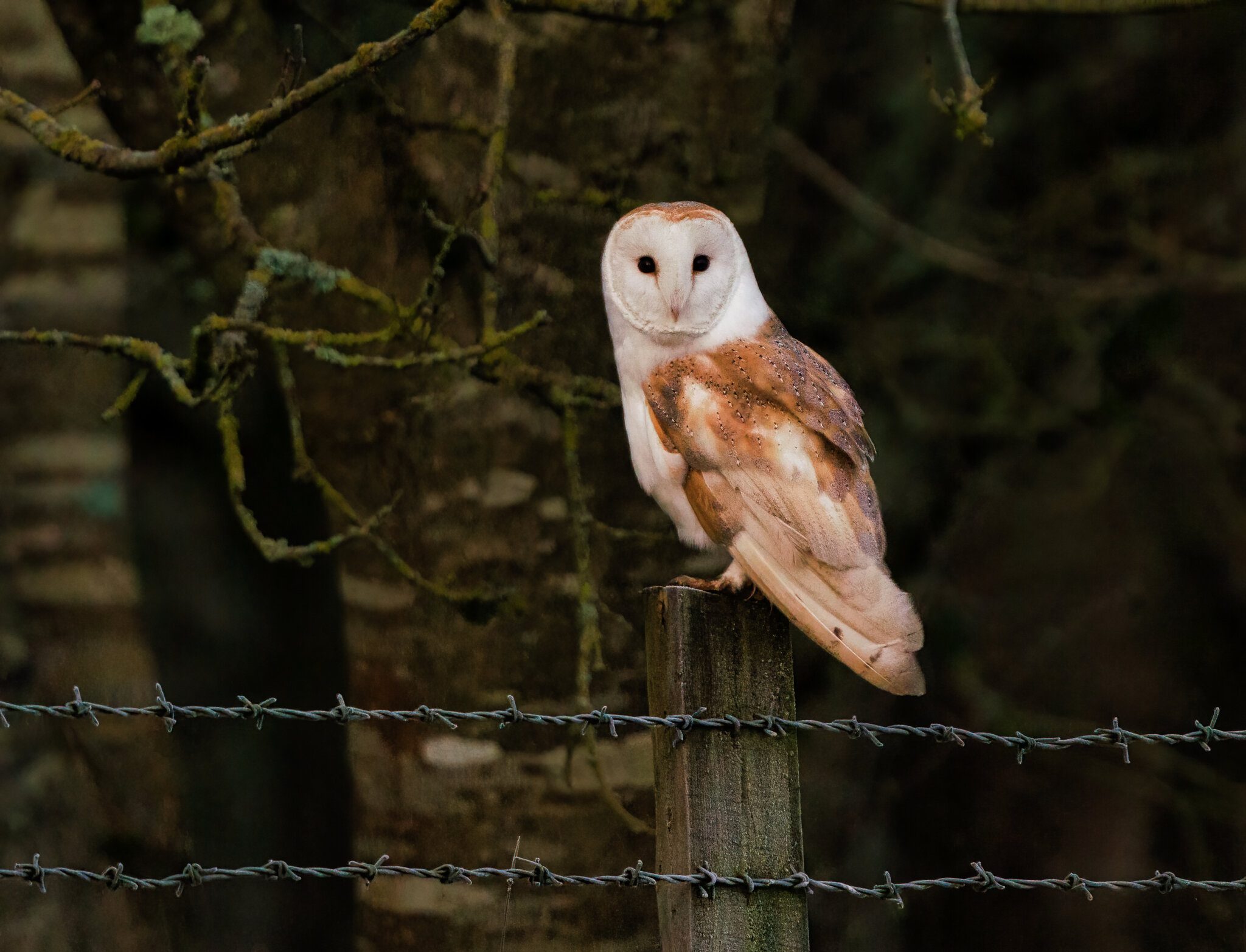 Frosty Morning Barn Owl