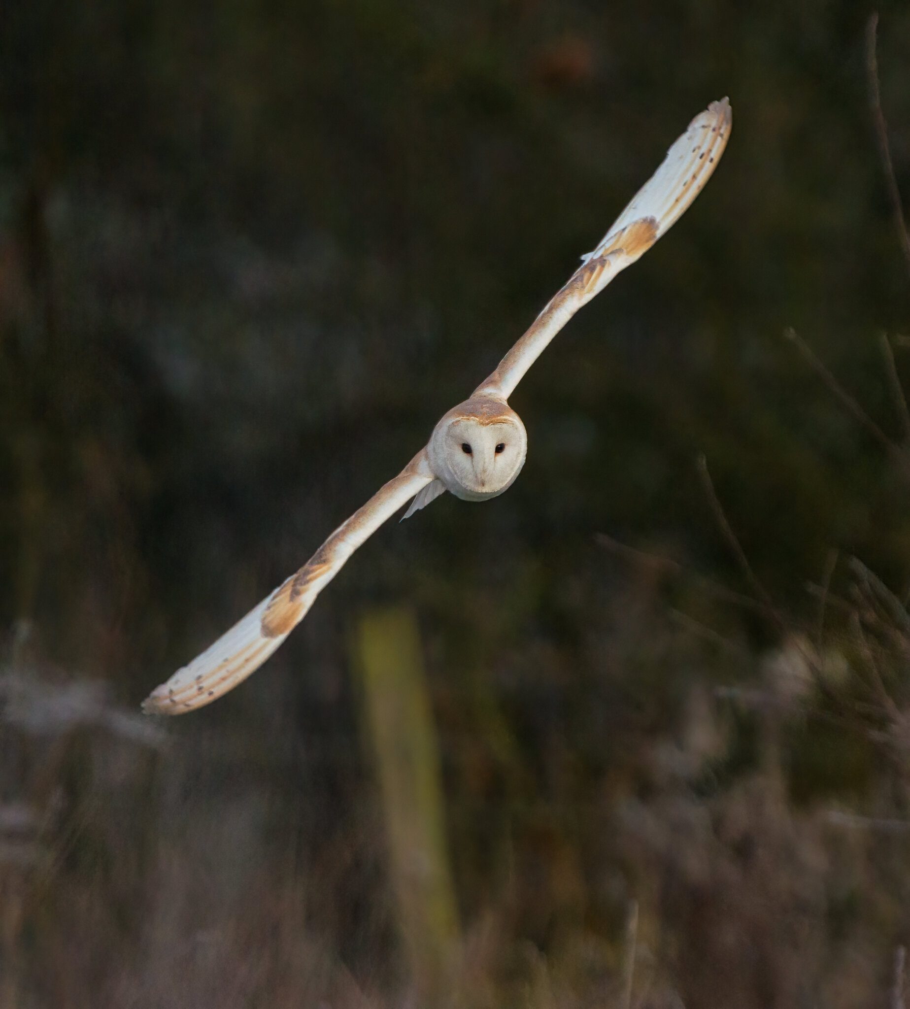 Frosty Morning Barn Owl