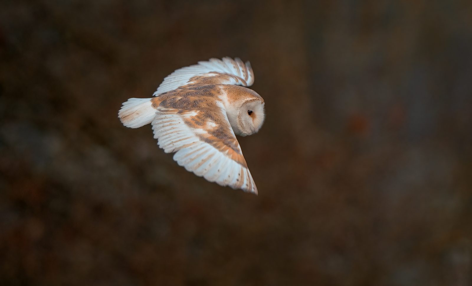 Frosty Morning Barn Owl