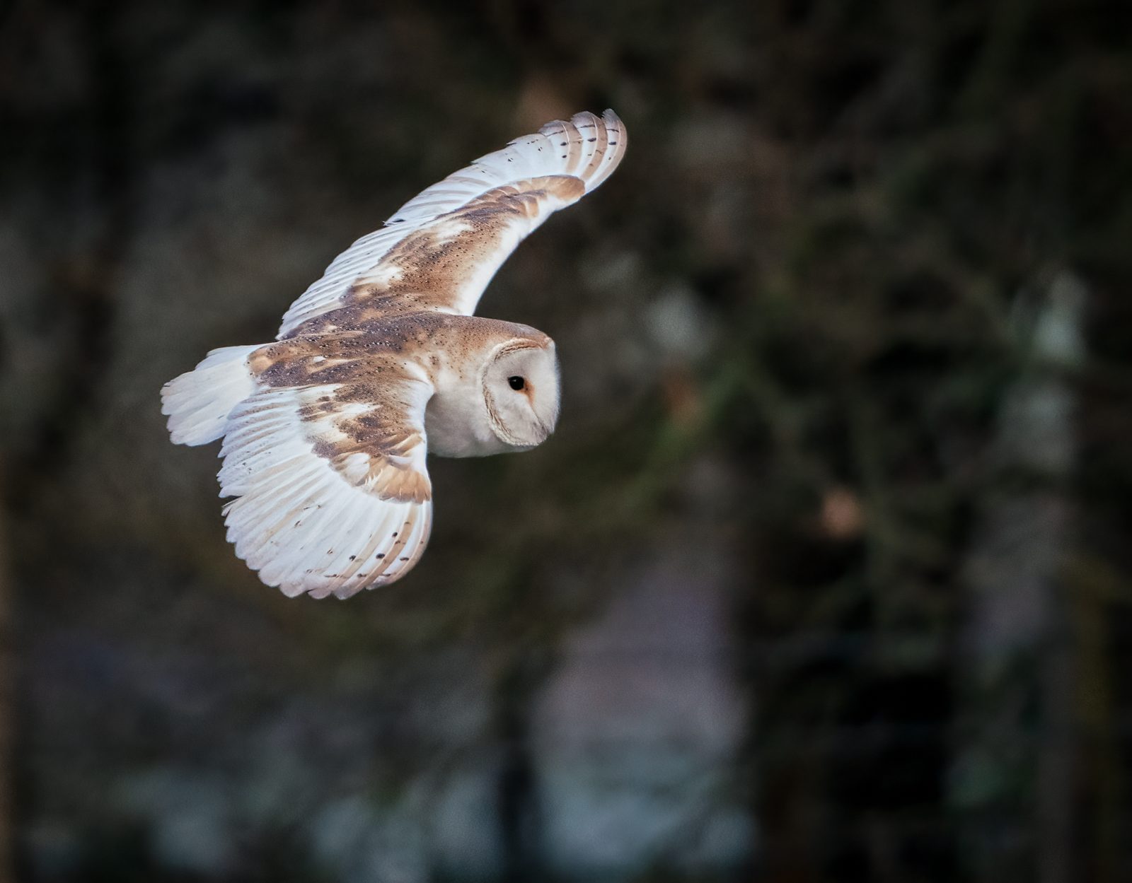 Frosty Morning barnowl