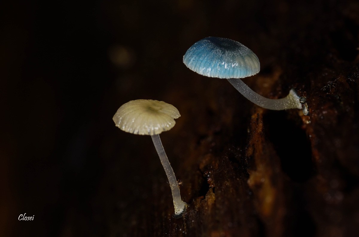 Fungi 3 r.jpg