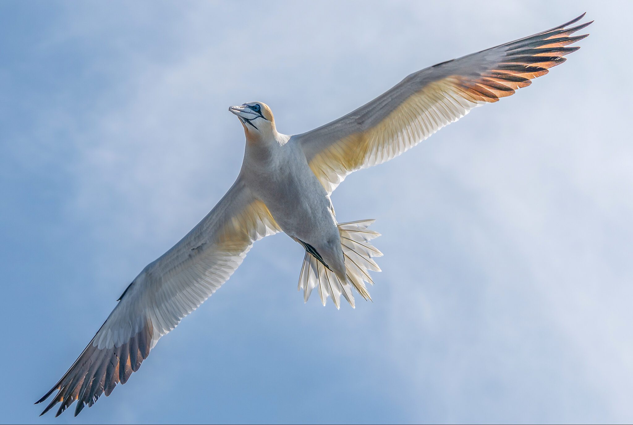 Gannet beneath .jpg