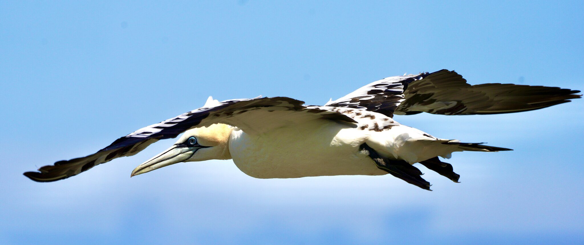 Gannet in flight - Bempton Cliffs RSPB