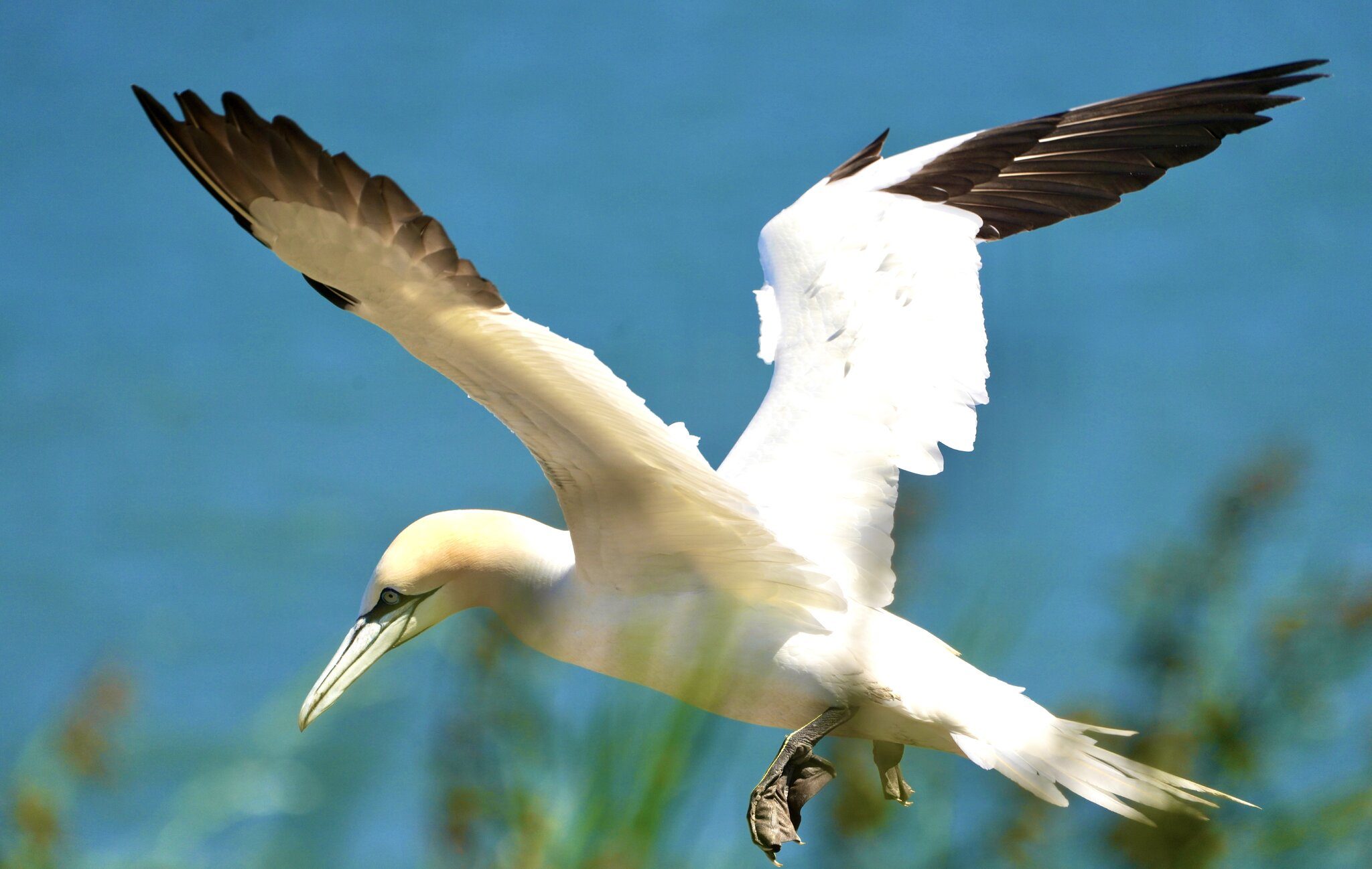 Gannet landing on nest - Bempton Cliffs