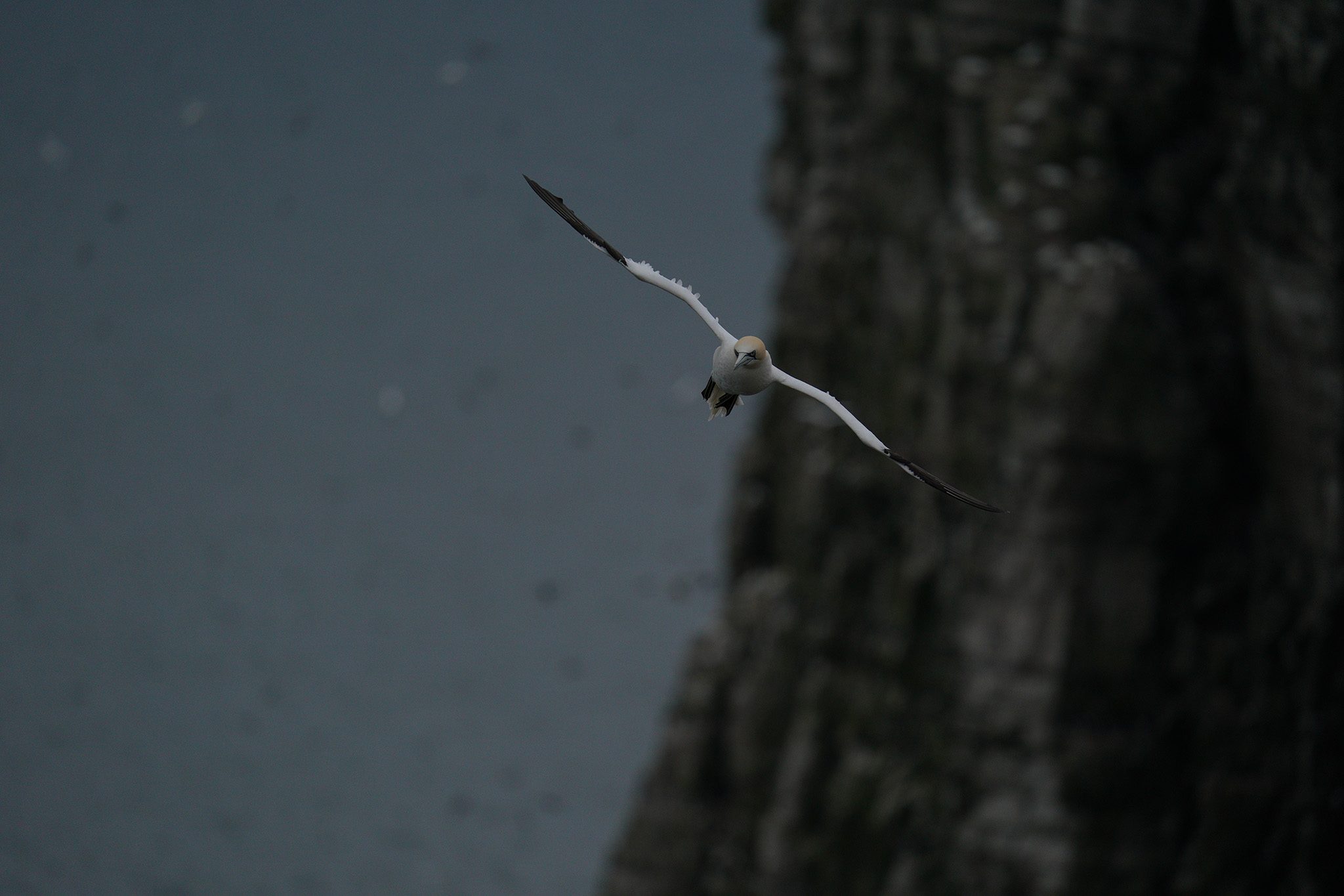 gannet1.jpg