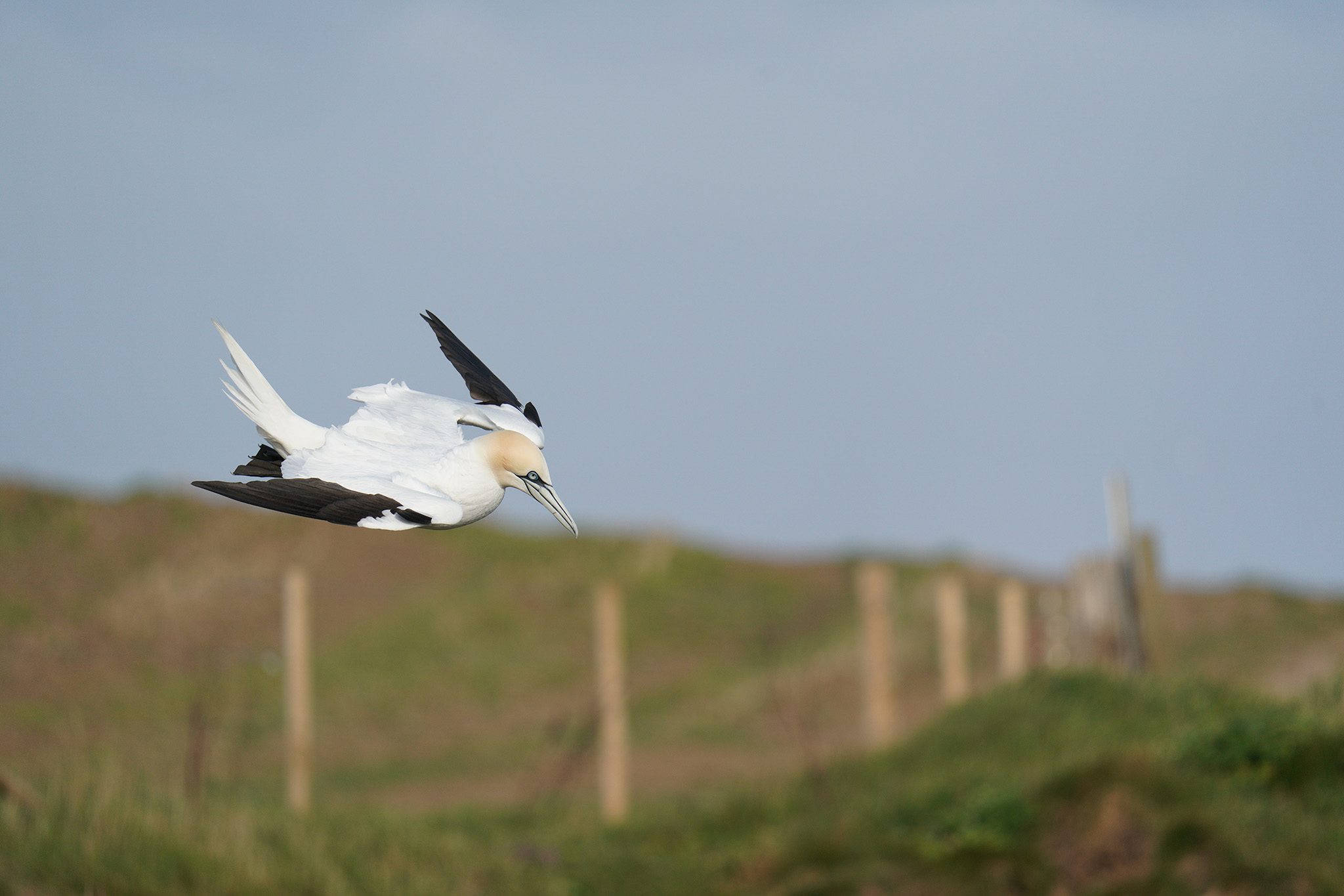 gannet10.jpg