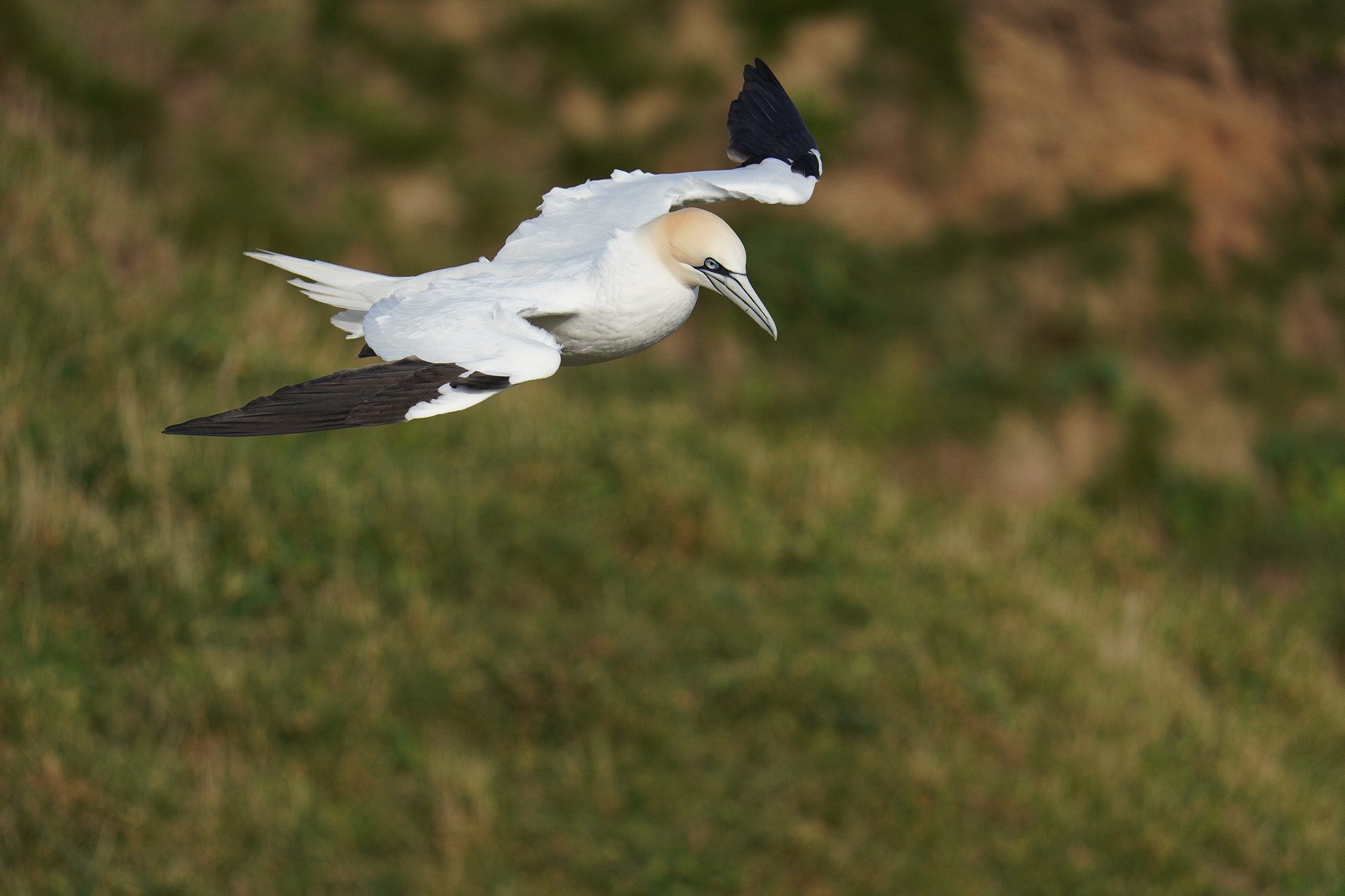 gannet11.jpg