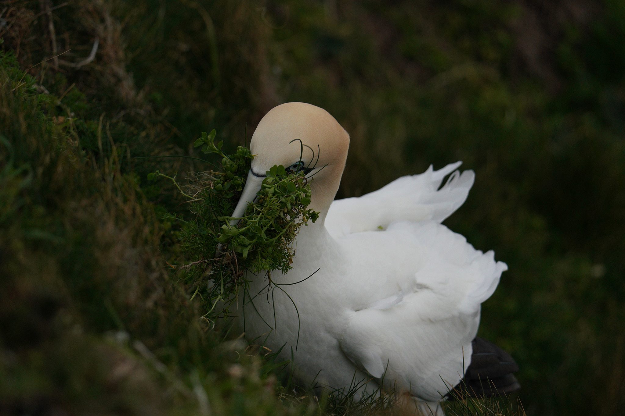 gannet2.jpg