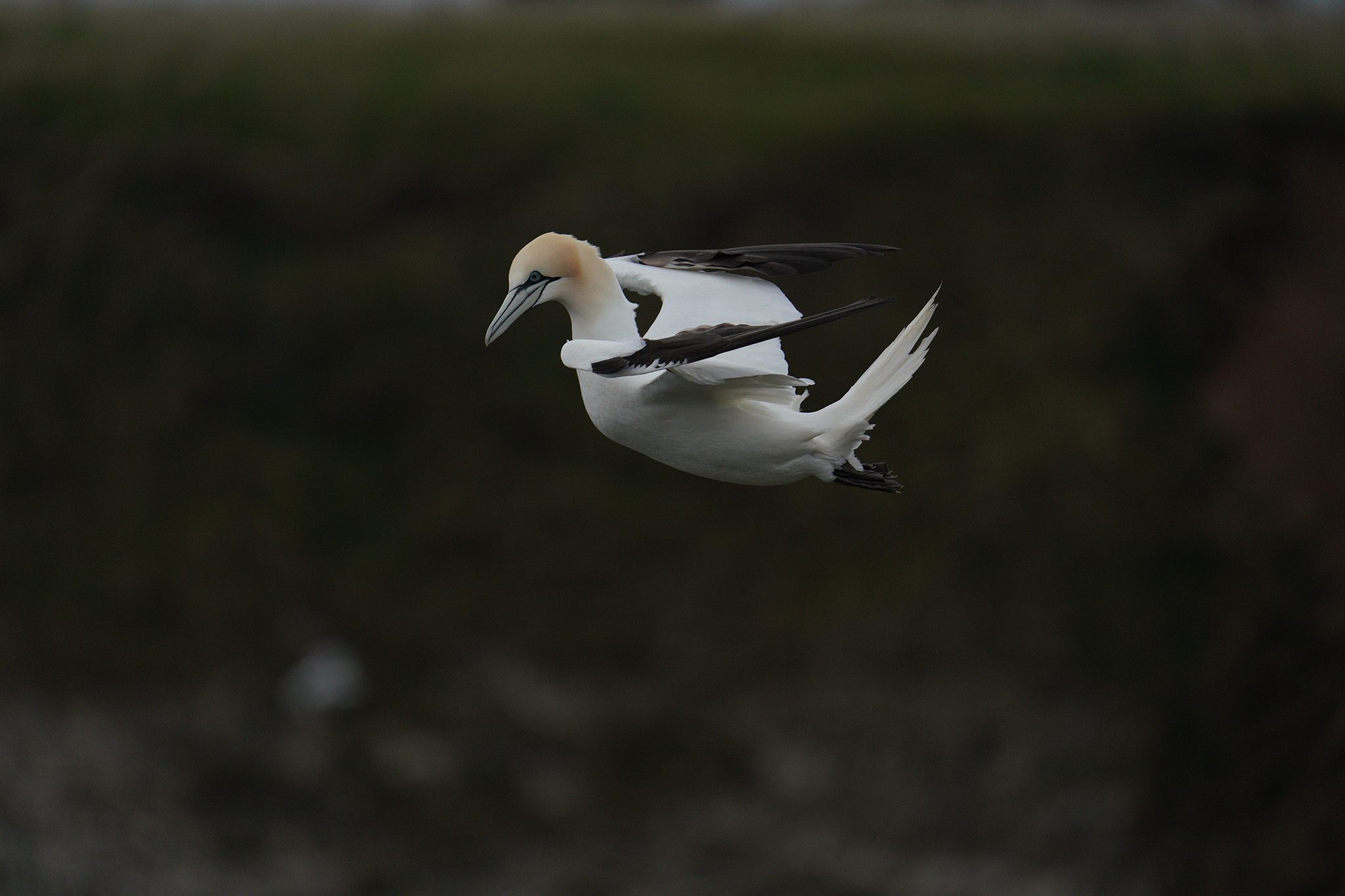 gannet3.jpg