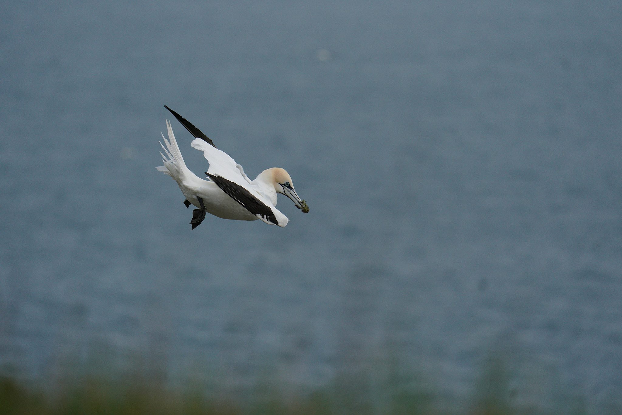 gannet4.jpg