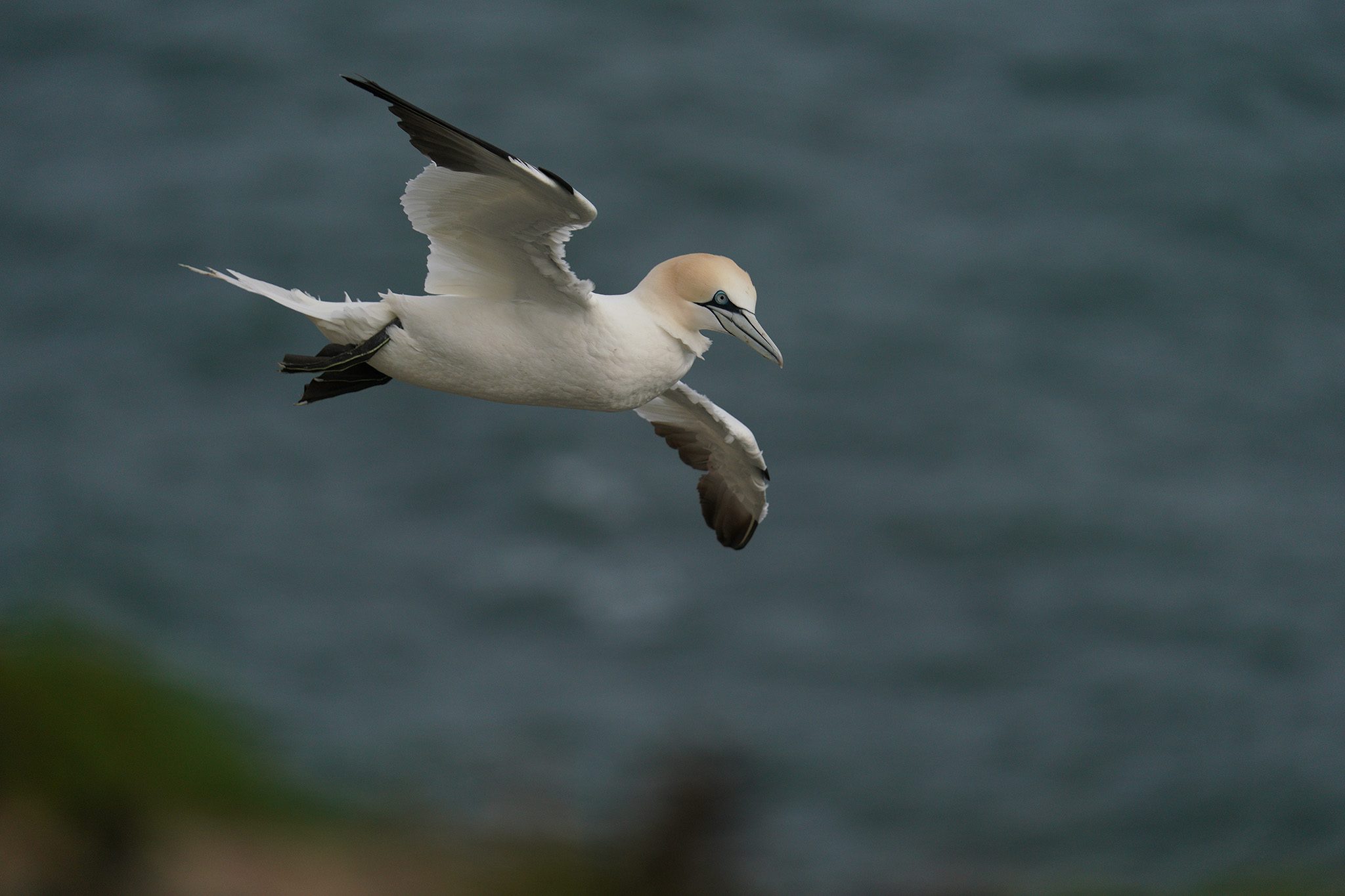 gannet5.jpg