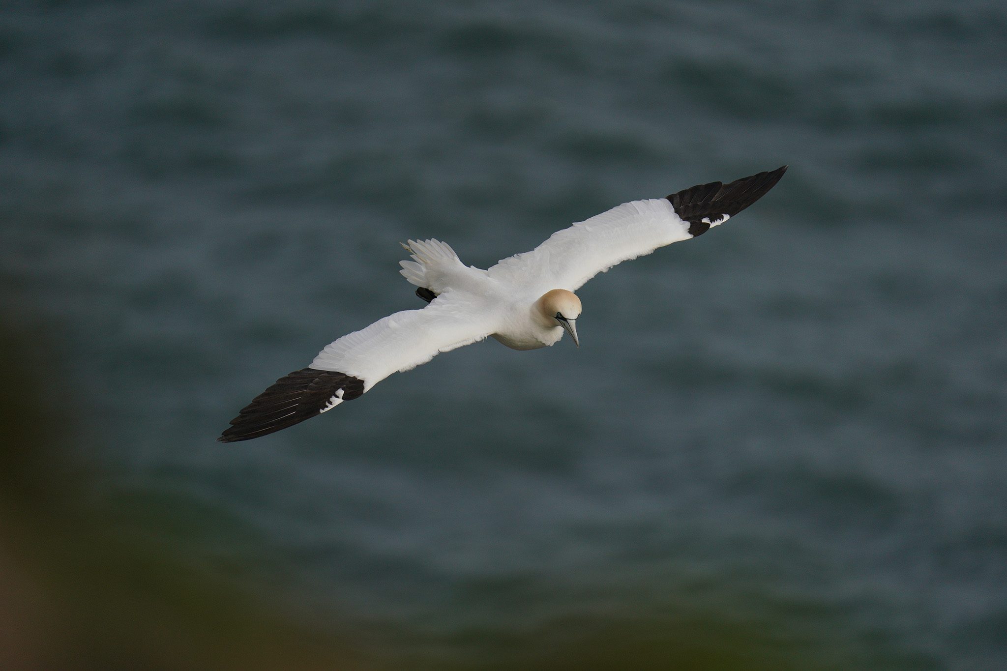 gannet6.jpg