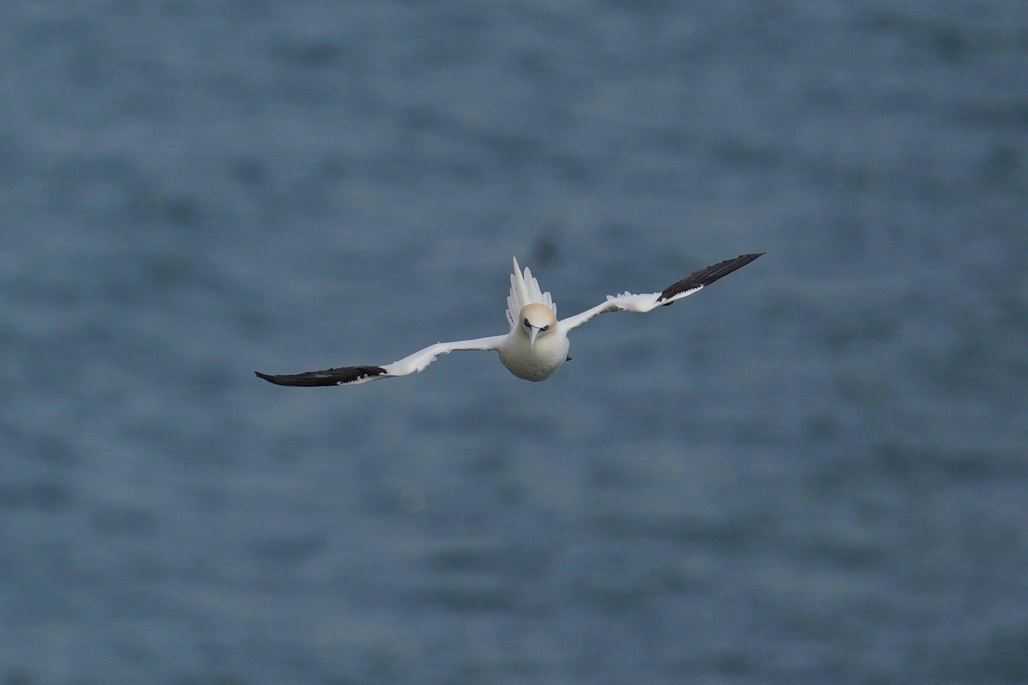 gannet7.jpg