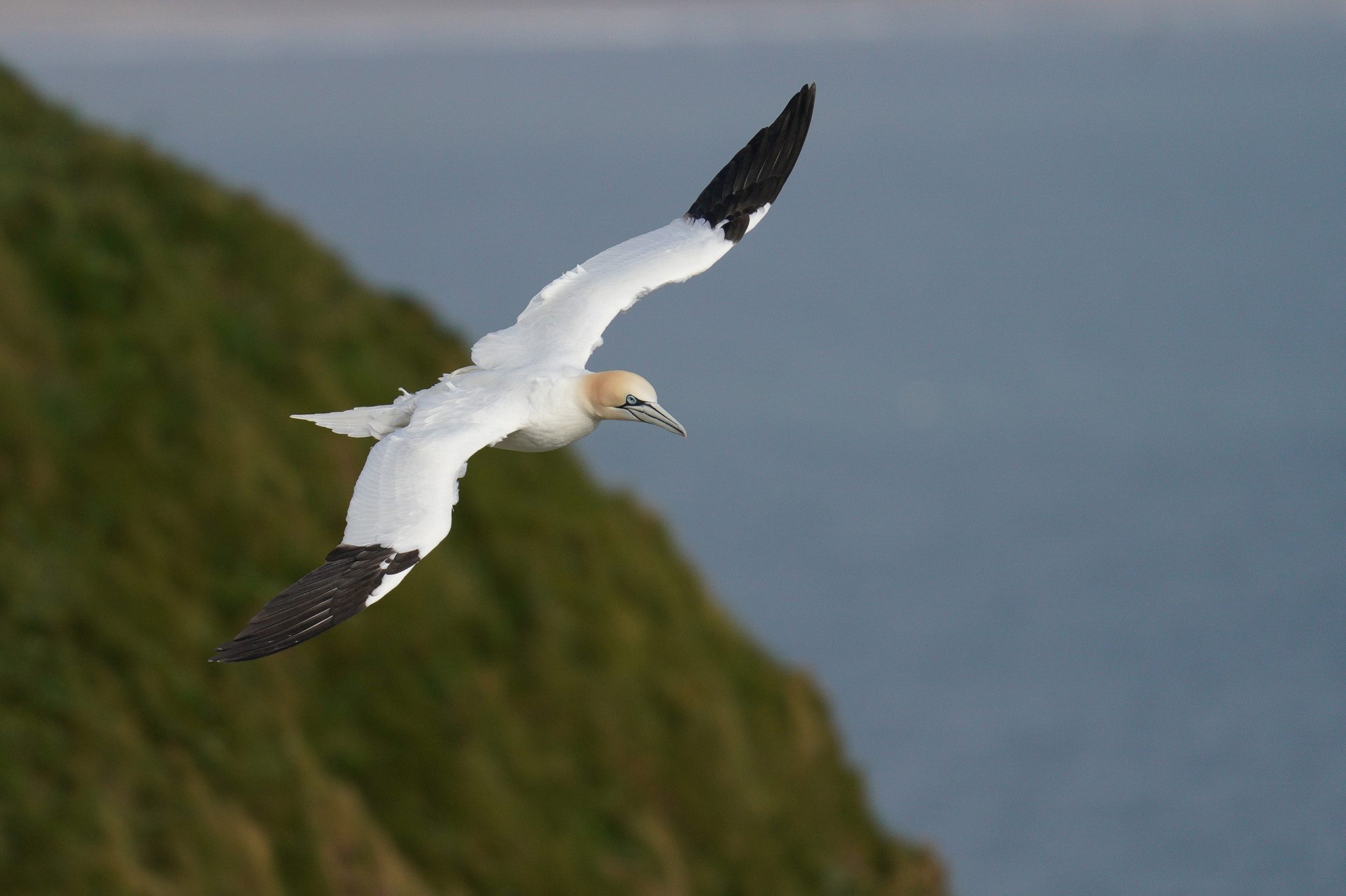 gannet8.jpg