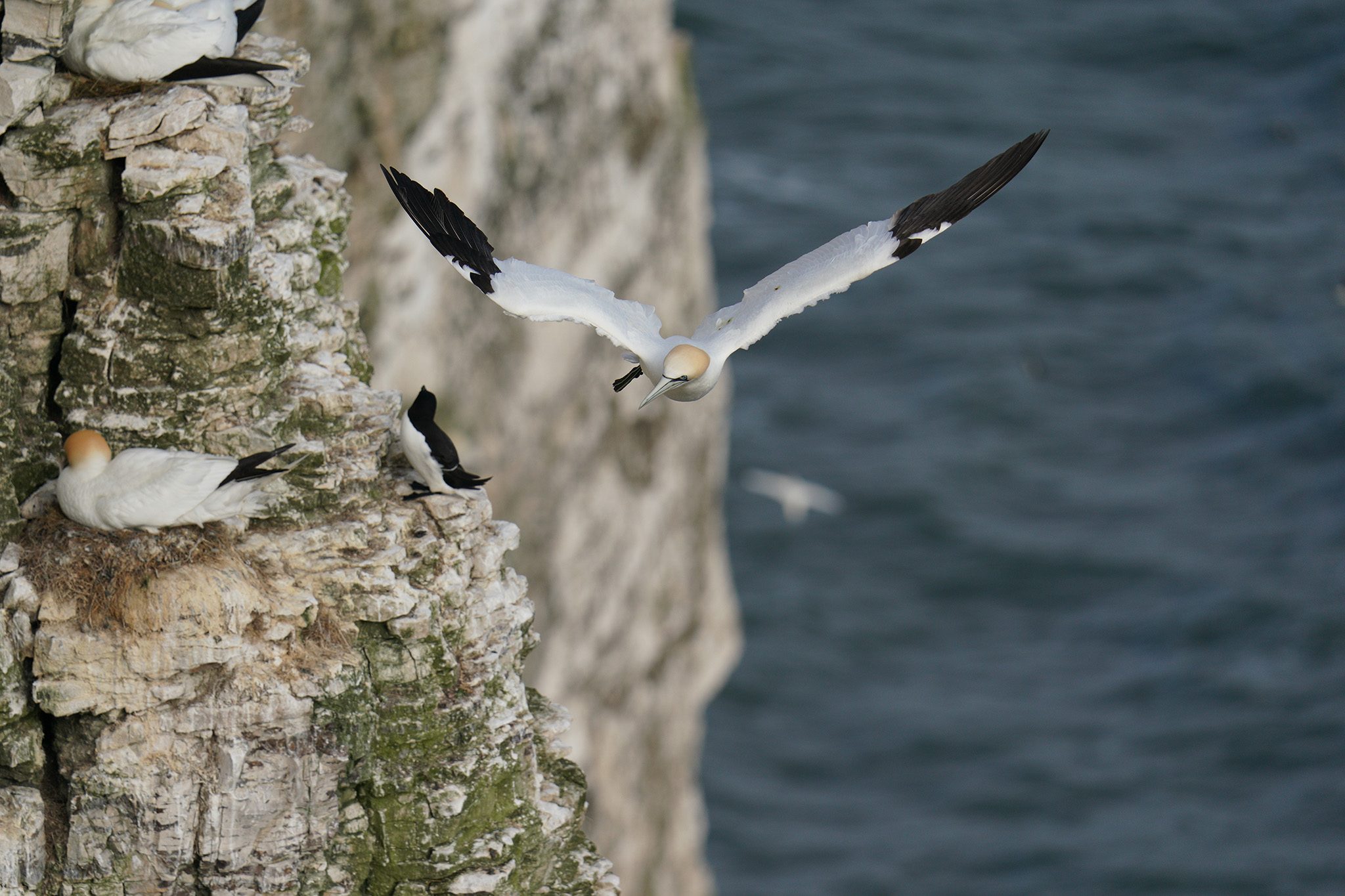 gannet9.jpg