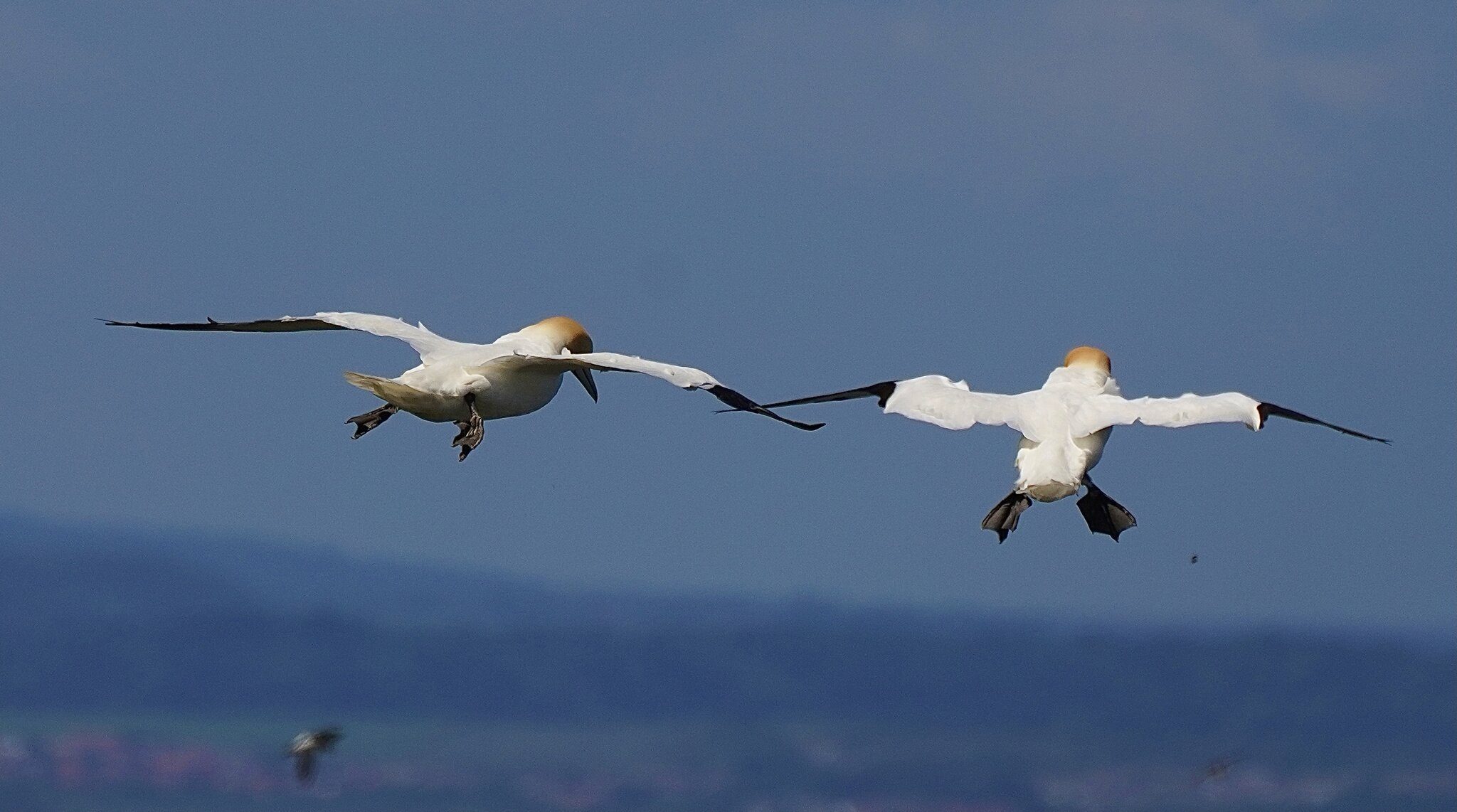 Gannets at Bempton Cliffs RSPB enjoying the offshore wind