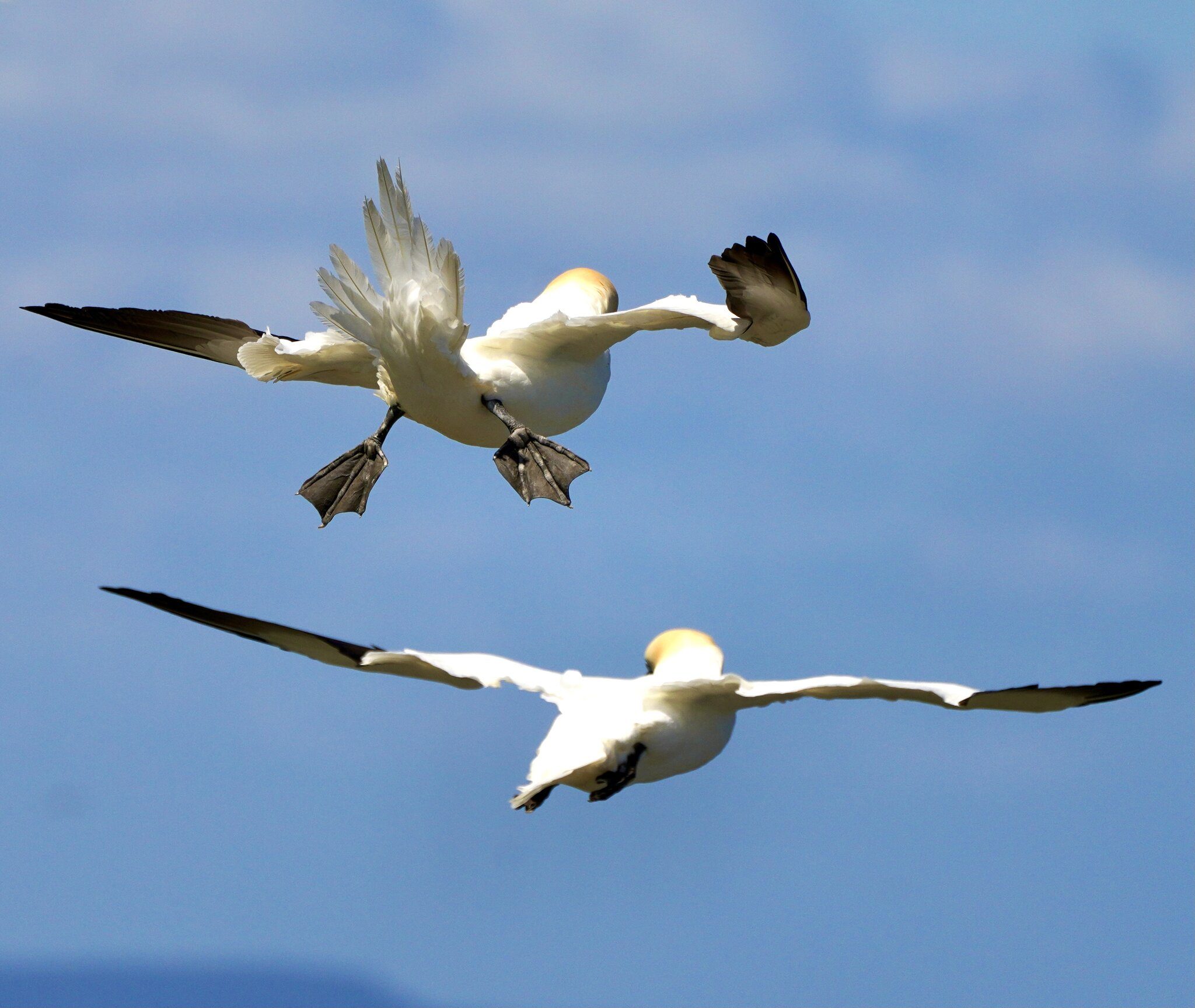 Gannets at Bempton Cliffs RSPB enjoying the offshore wind