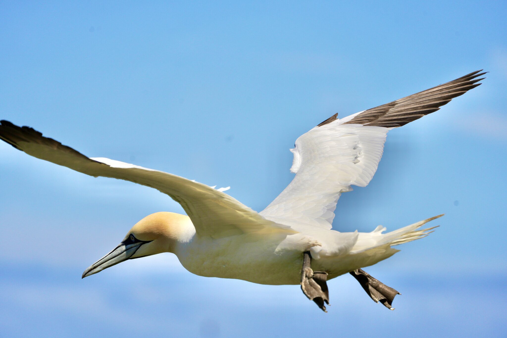 Gannets at Bempton Cliffs RSPB