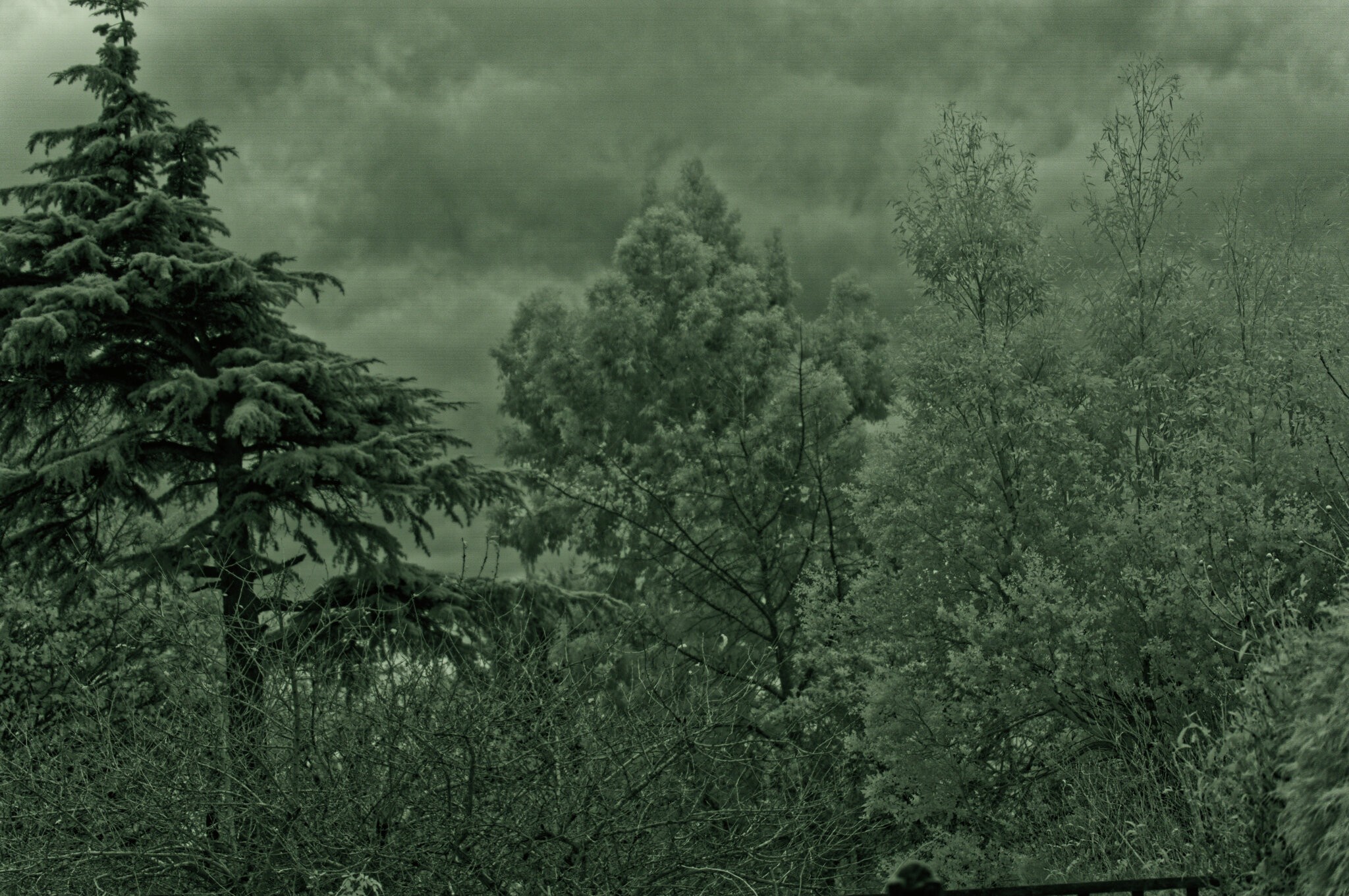 Garden.jpg