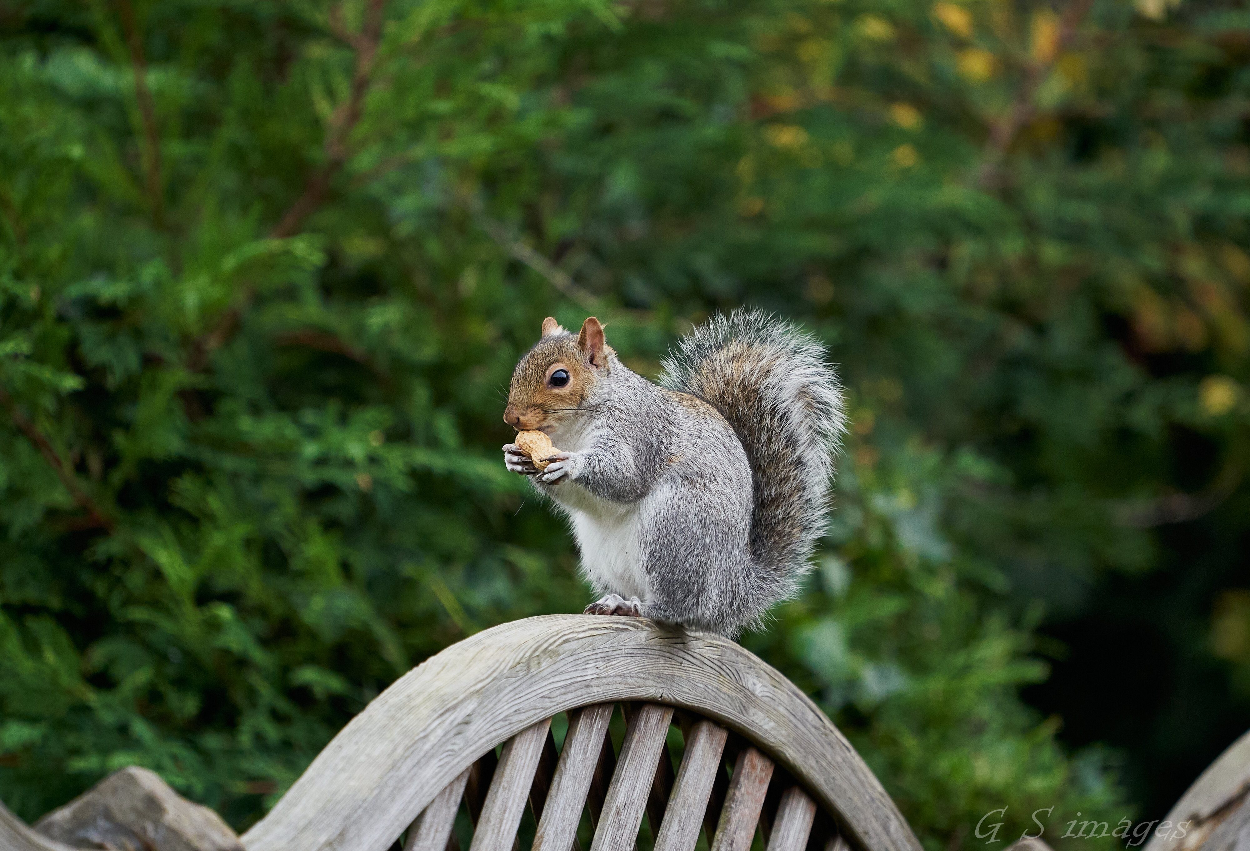 garden visitor squirrel 12.jpg