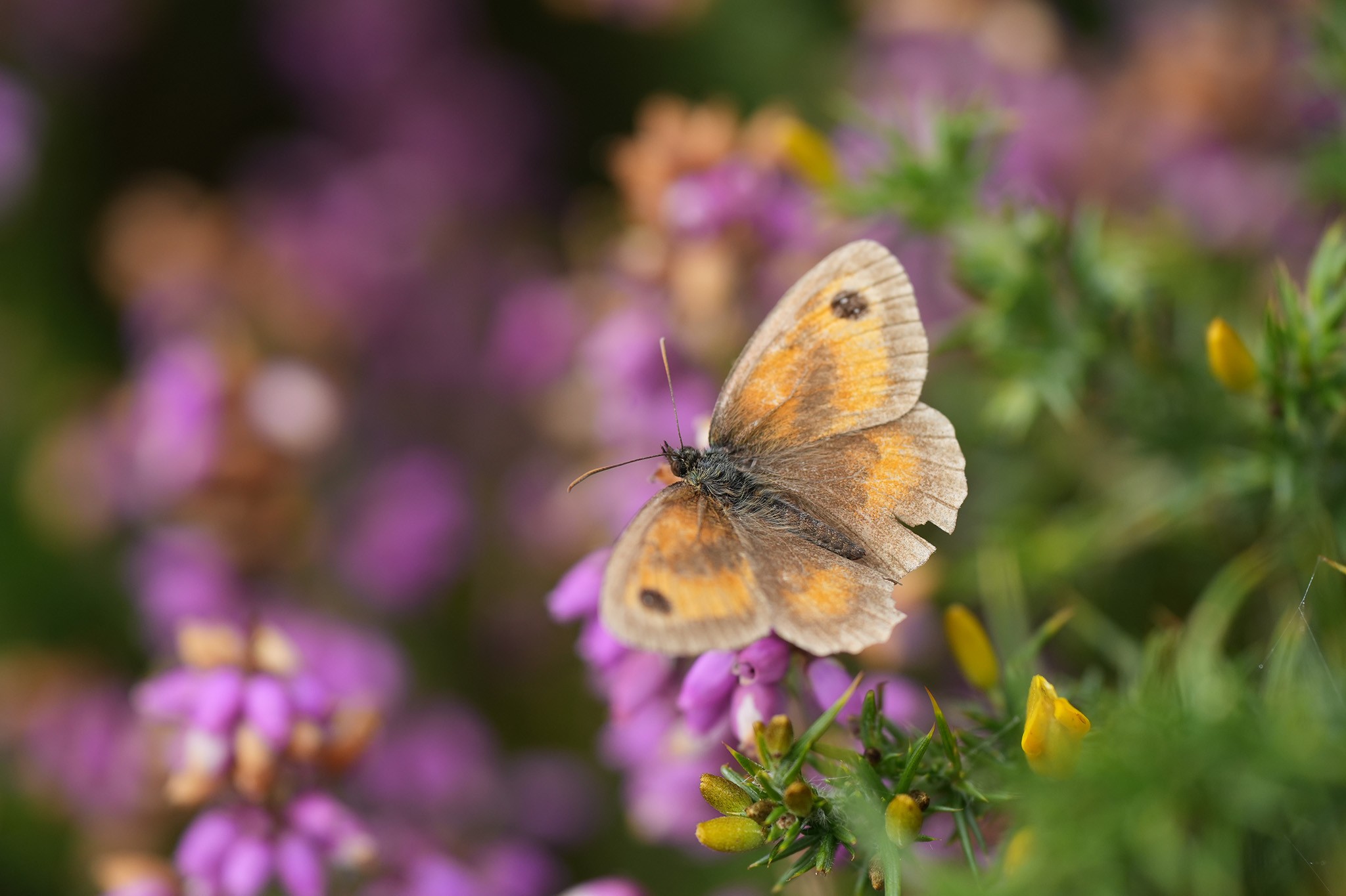 Gatekeeper-Female-DSC07726-2048px.jpg