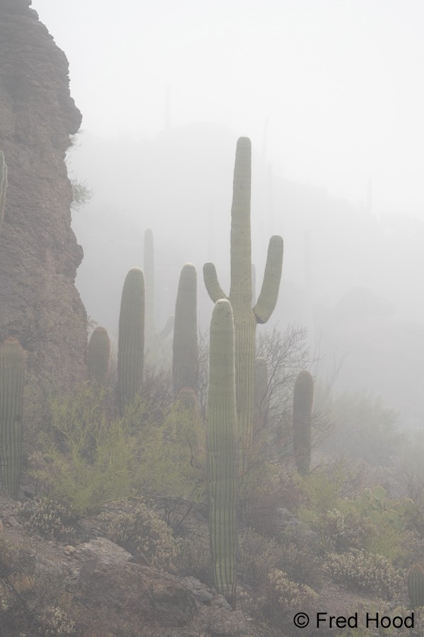 Gates Pass fog S5099.jpg