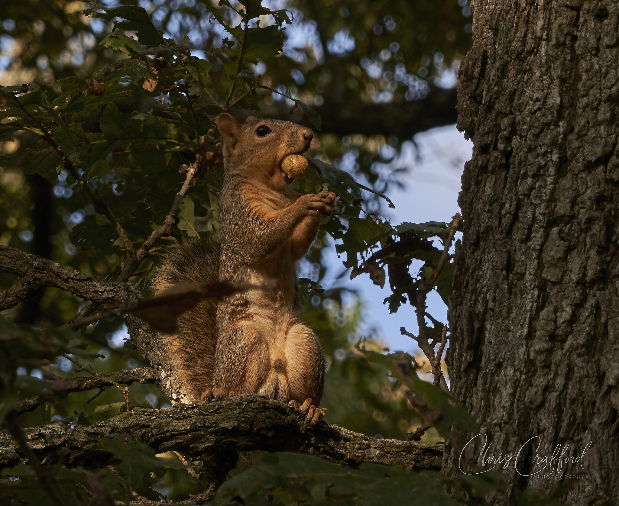 Gathering food for winter