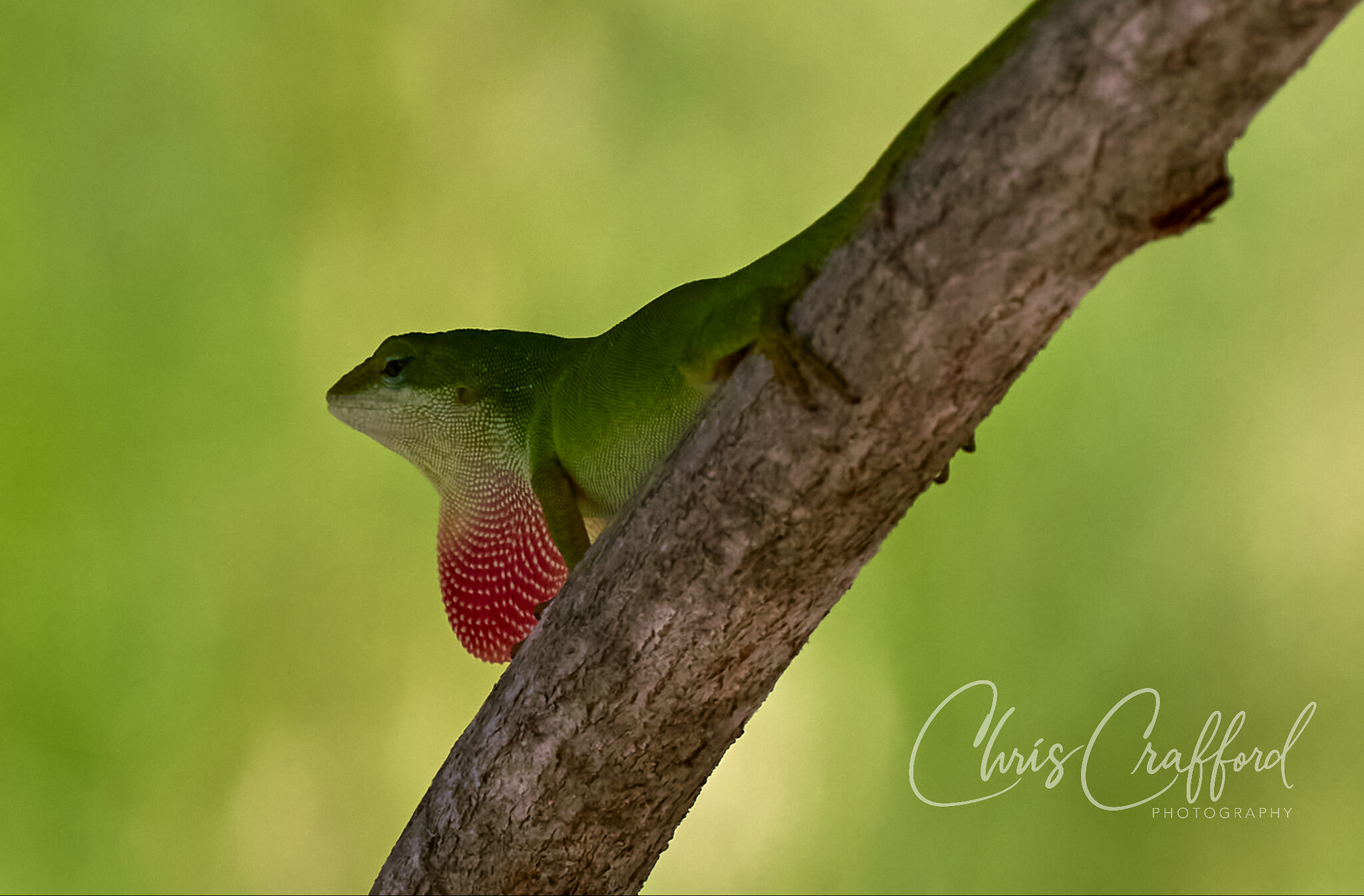 Gecko hanging out in the shade