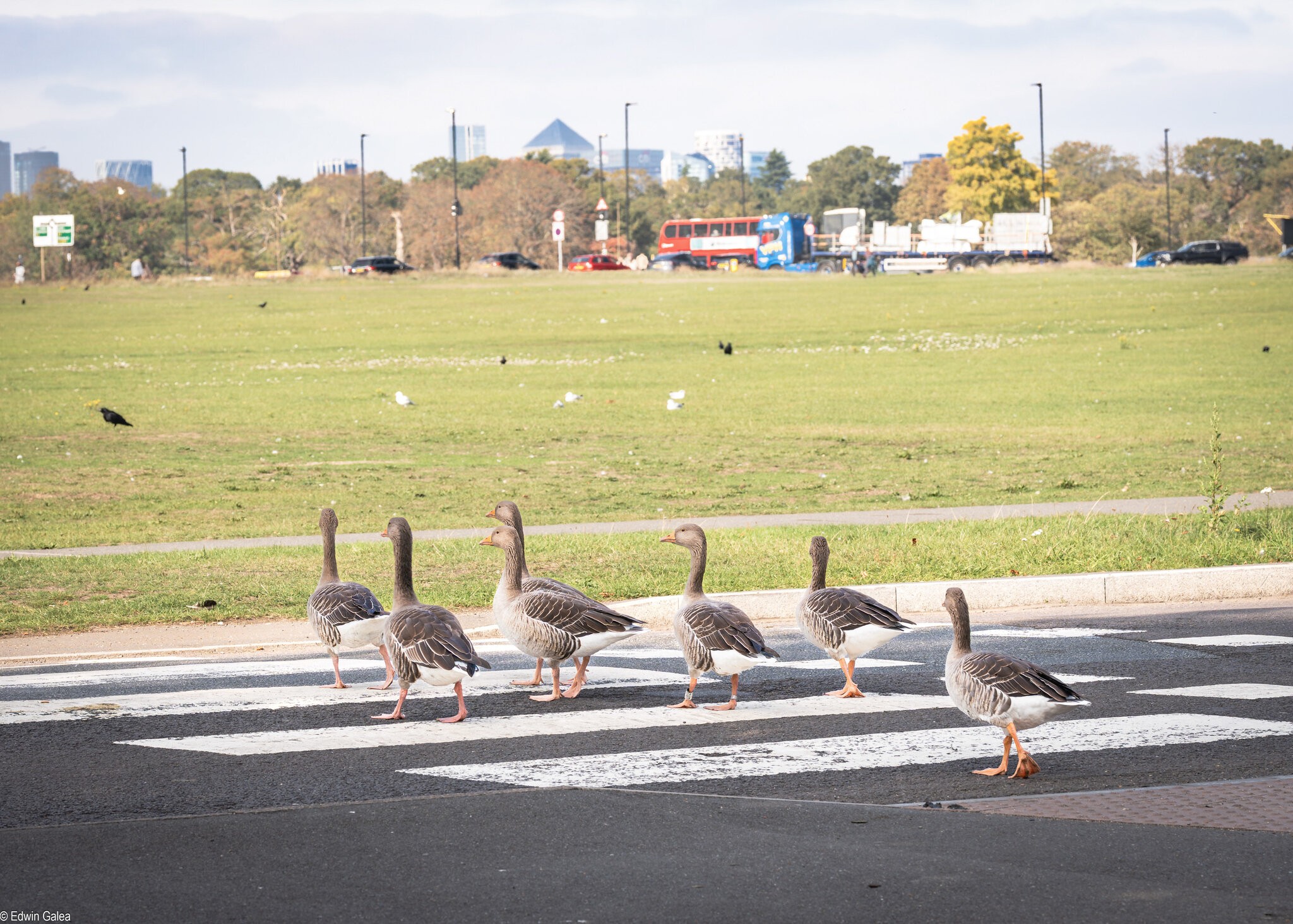 geese road-2.jpg