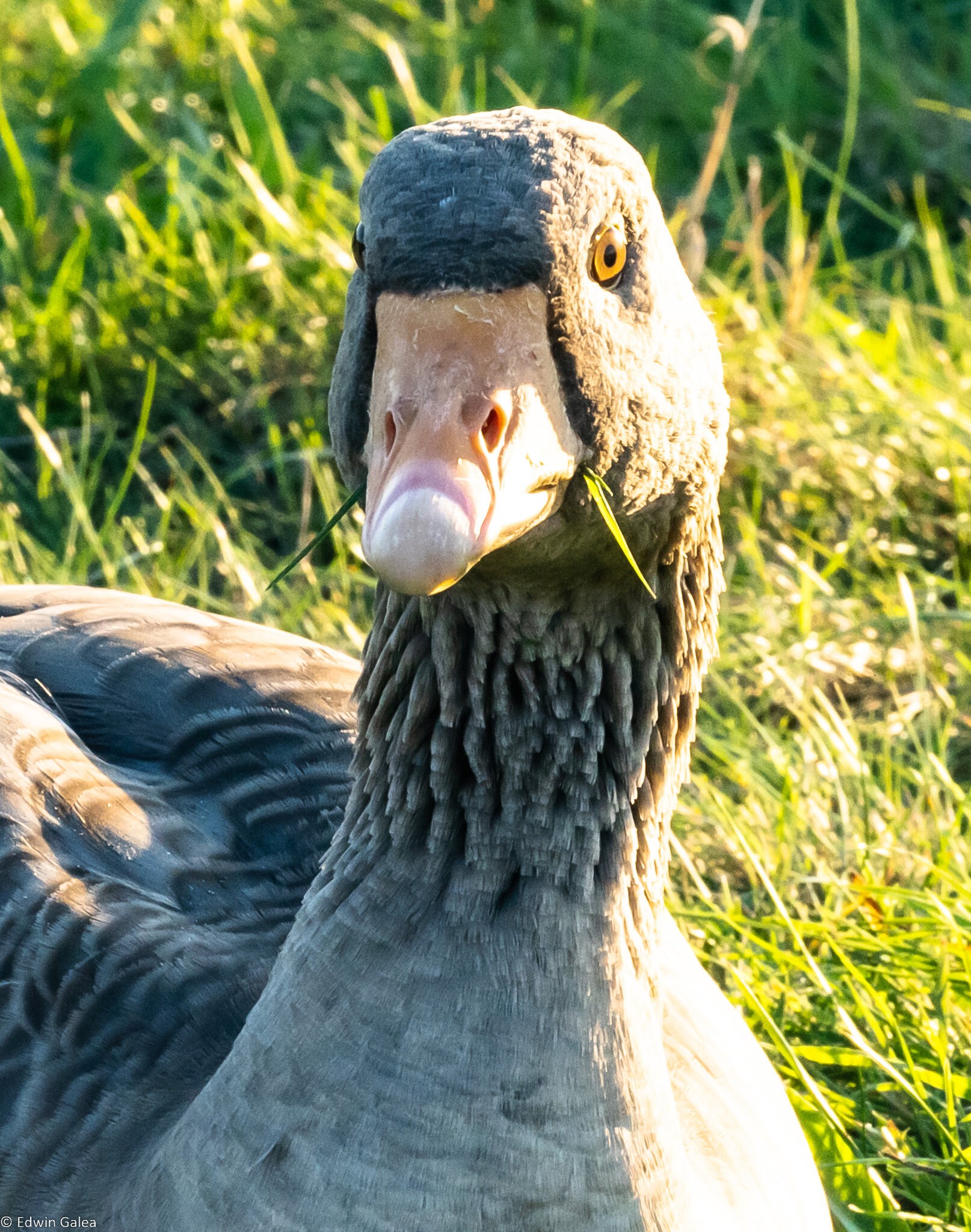 geese_grass-2.jpg