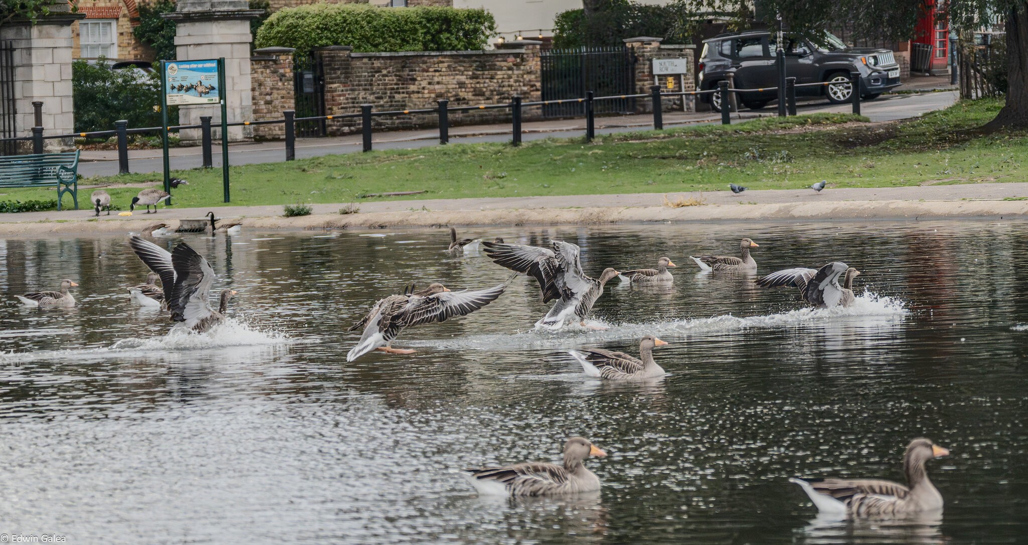 geese_hdr-3.jpg