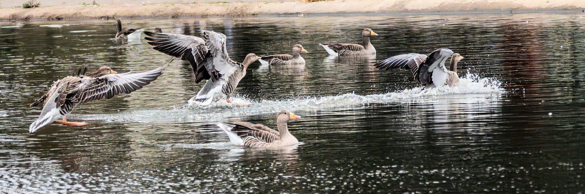 geese_hdr-4.jpg