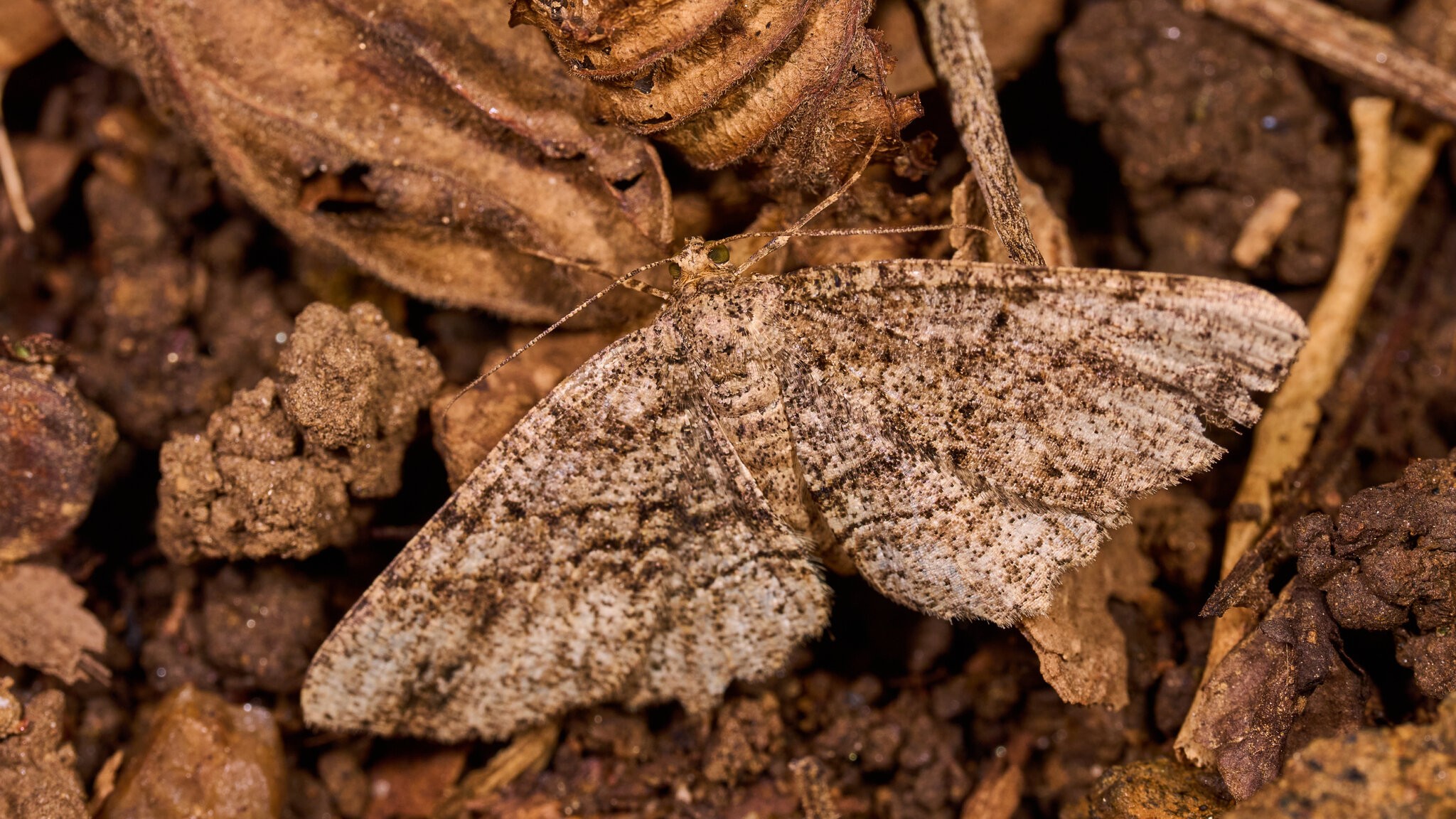 Genus Melanolophia - 1St State NP - 08142026 - 01.jpg