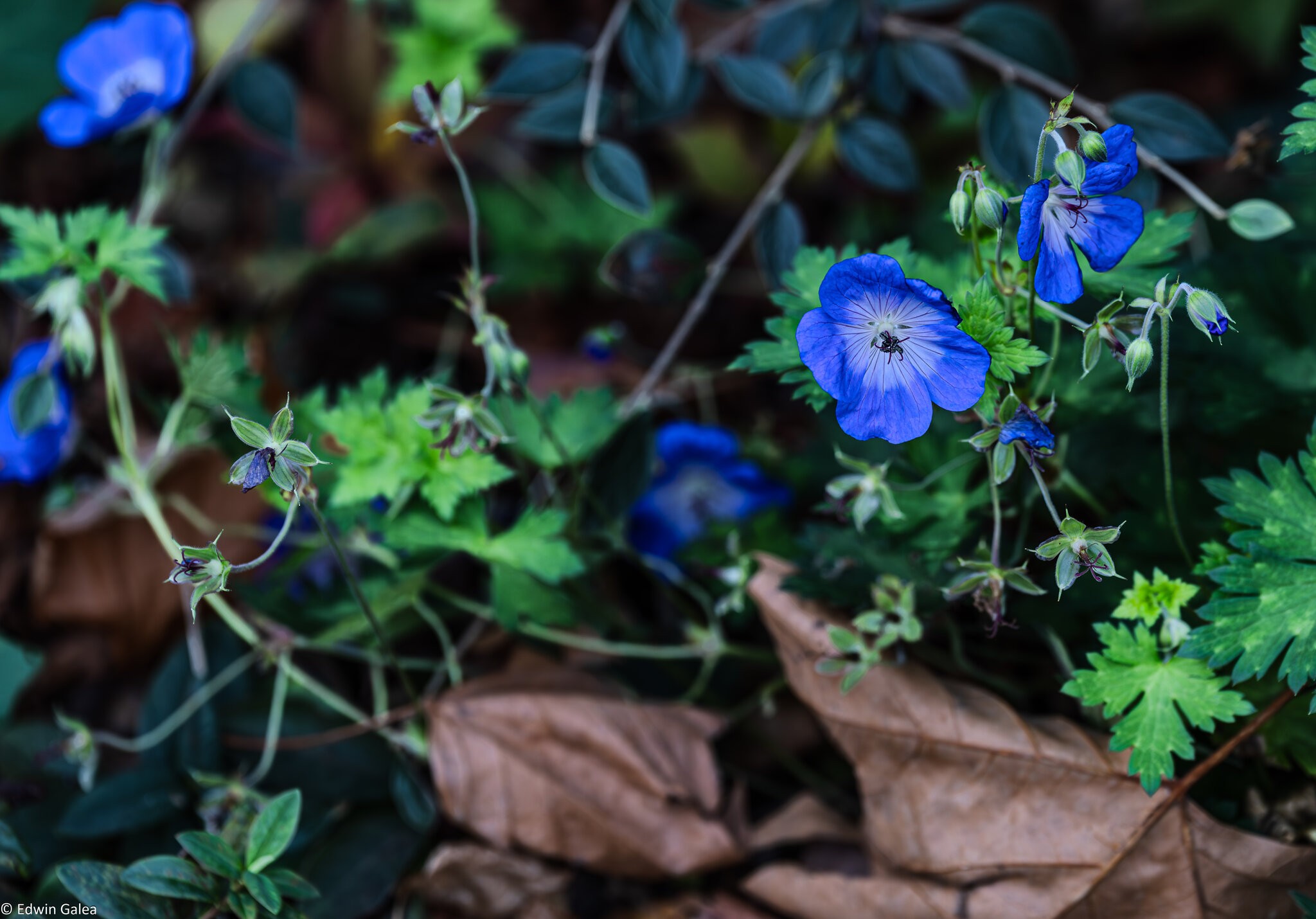 geranium_hdr-1.jpg