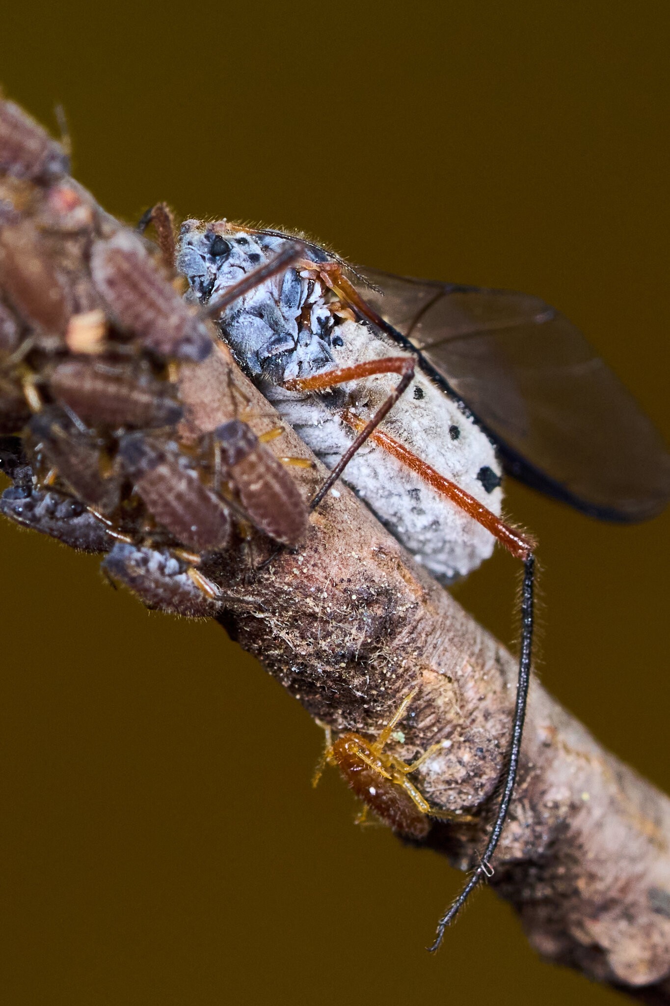 Giant Bark Aphid - Arden Woods - 11092025 - 01.jpg