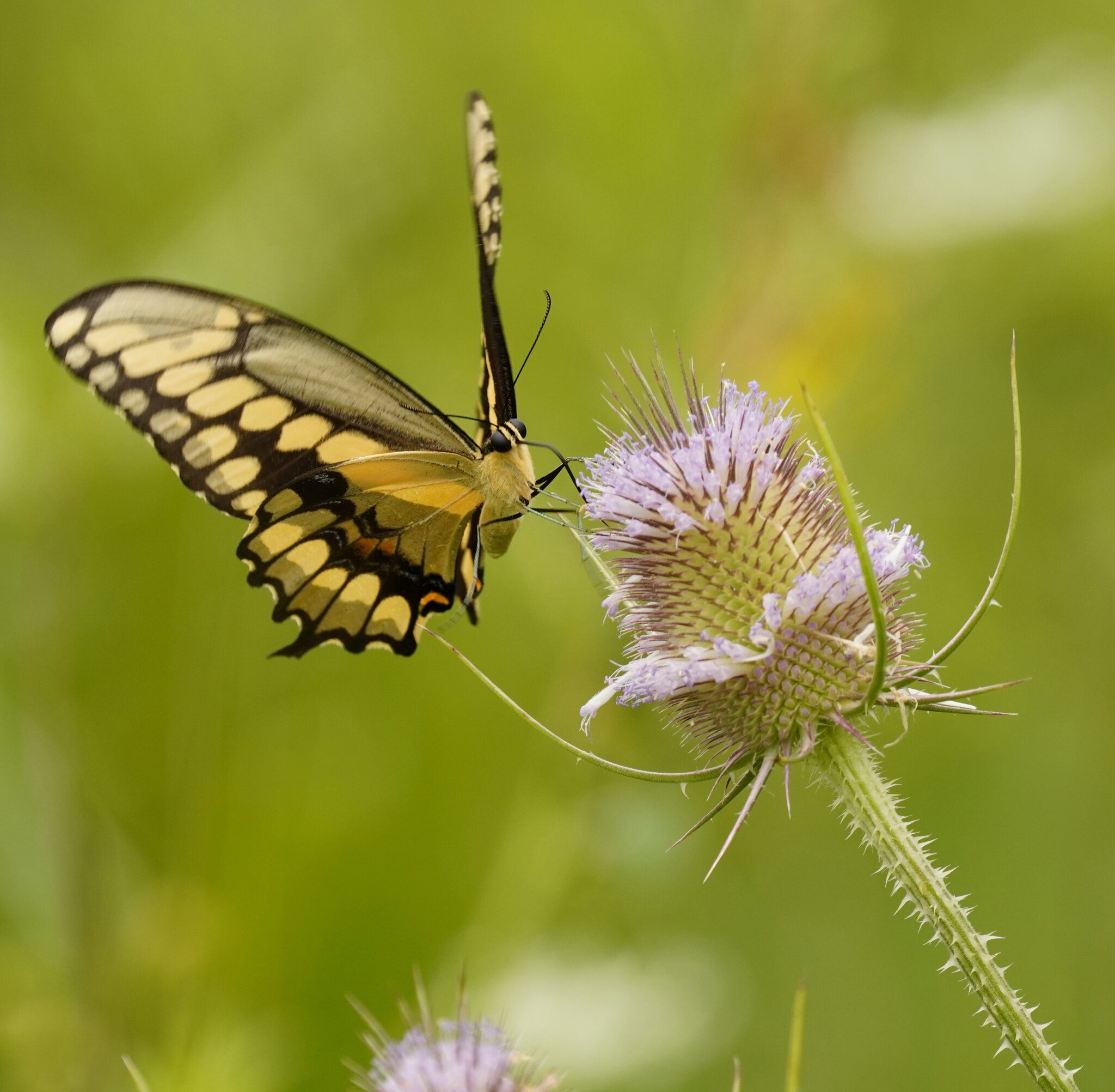 Giant Swallowtail Butterfly