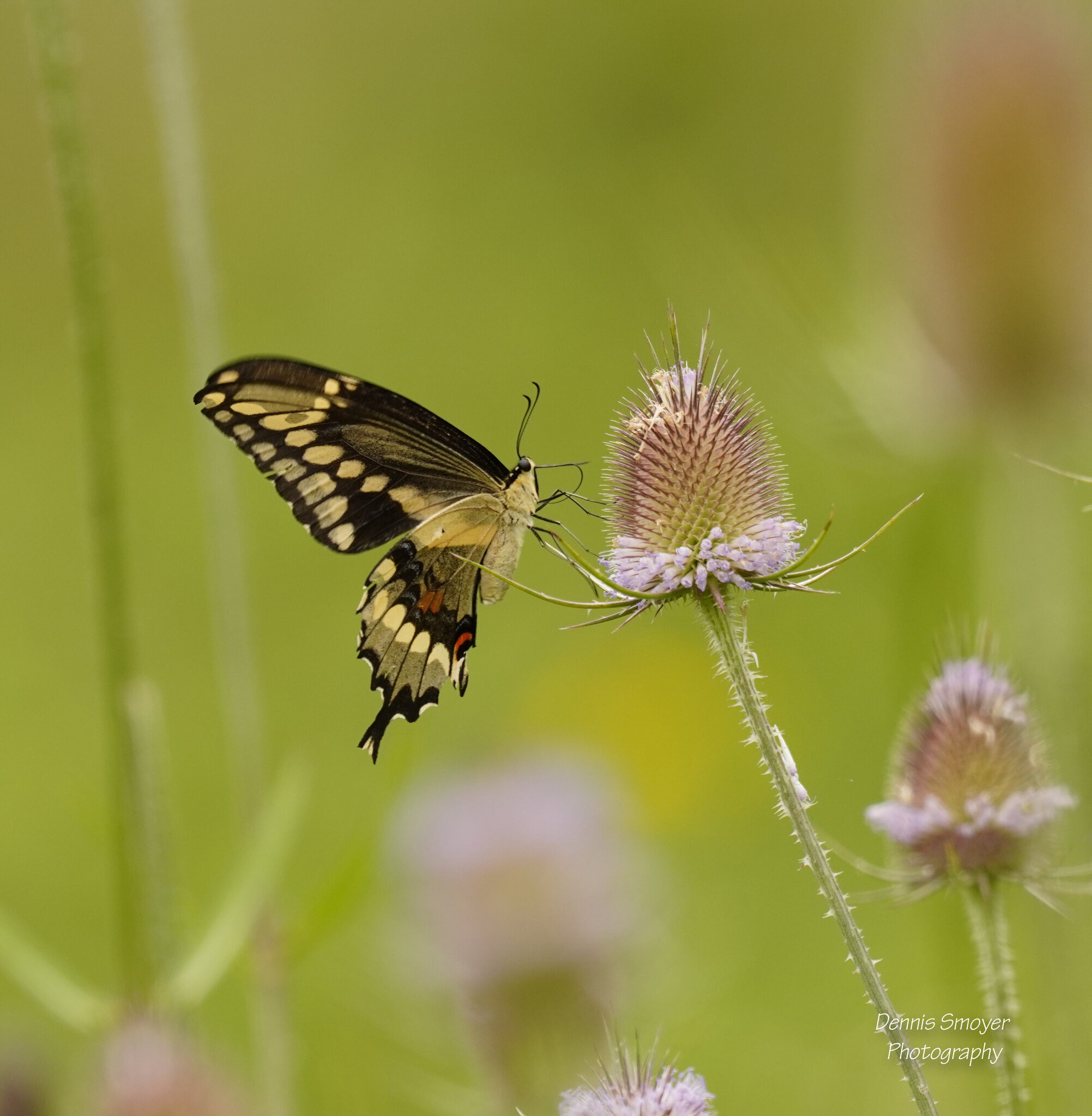 Giant Swallowtail