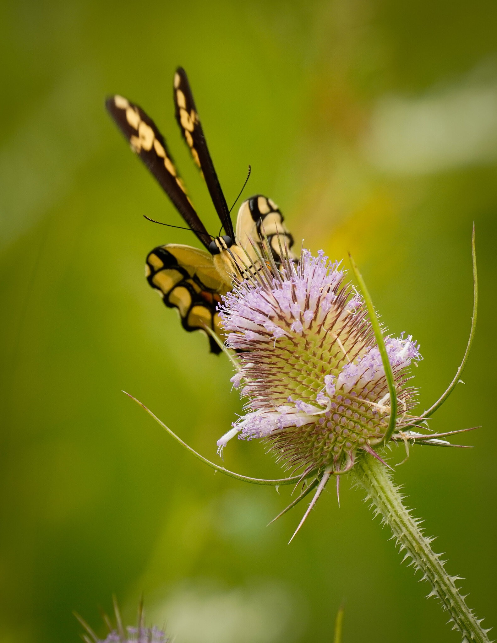 Giant Swallowtail