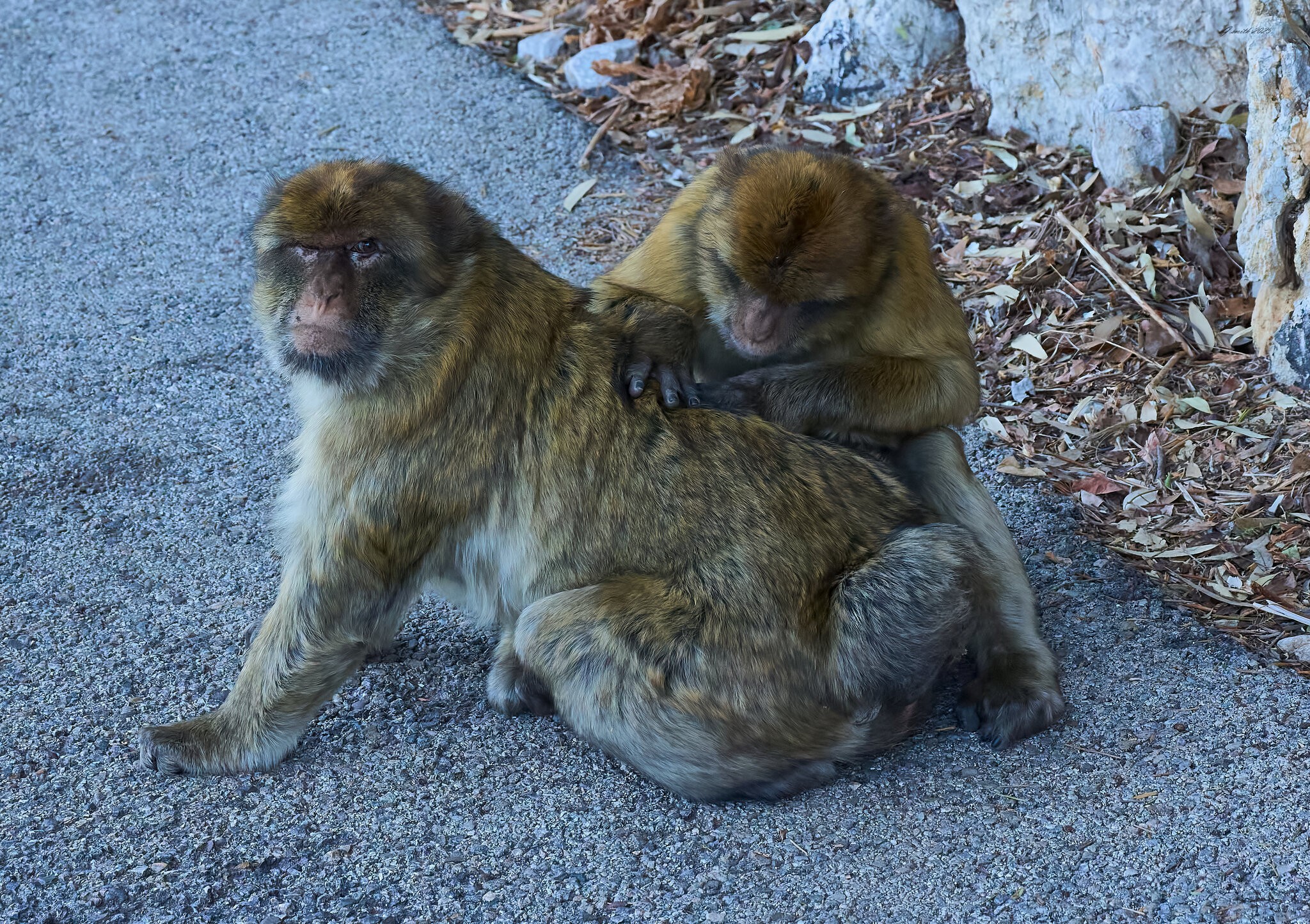 gibraltar 2025 _14.jpg