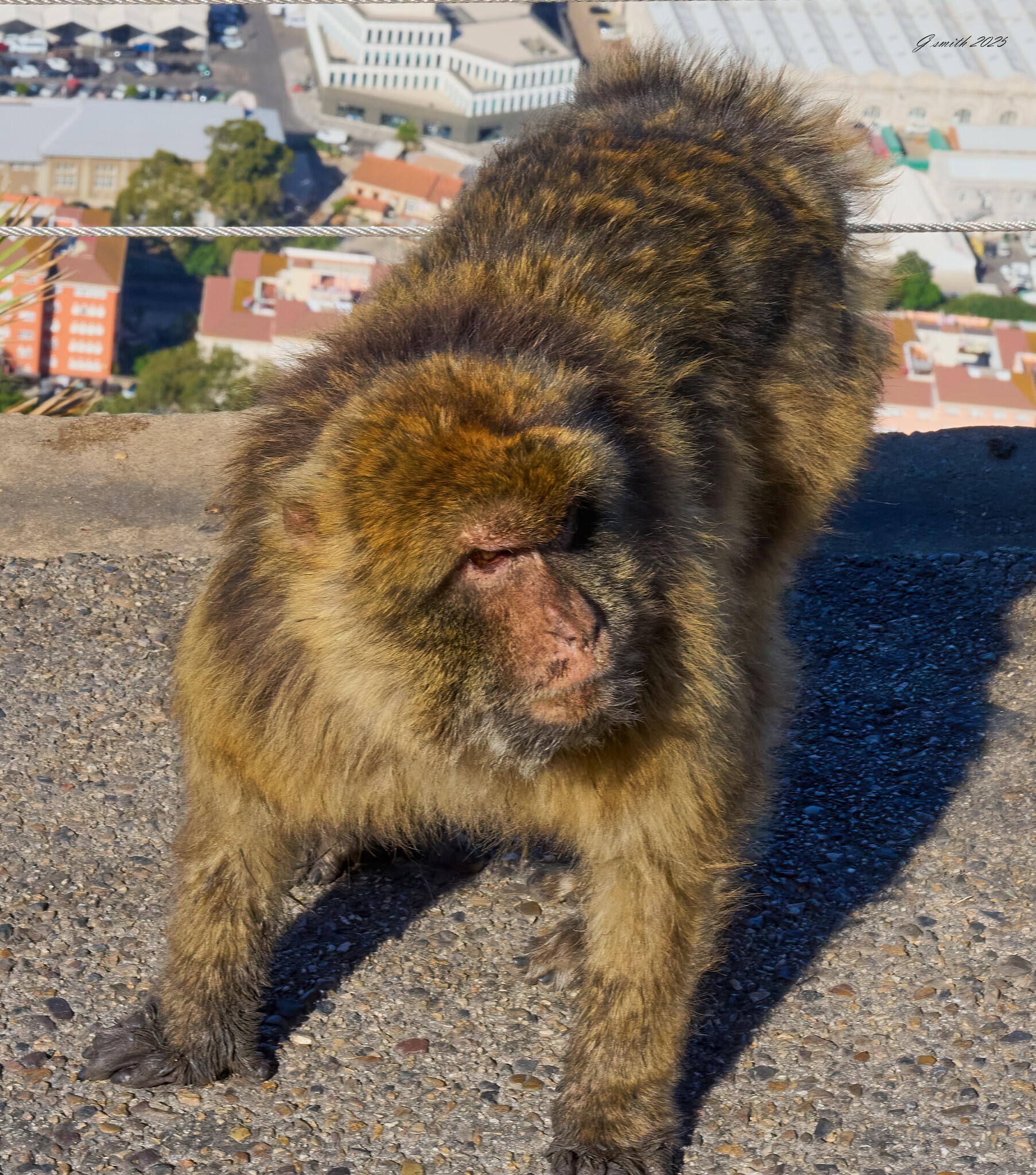 gibraltar 2025 _2.jpg