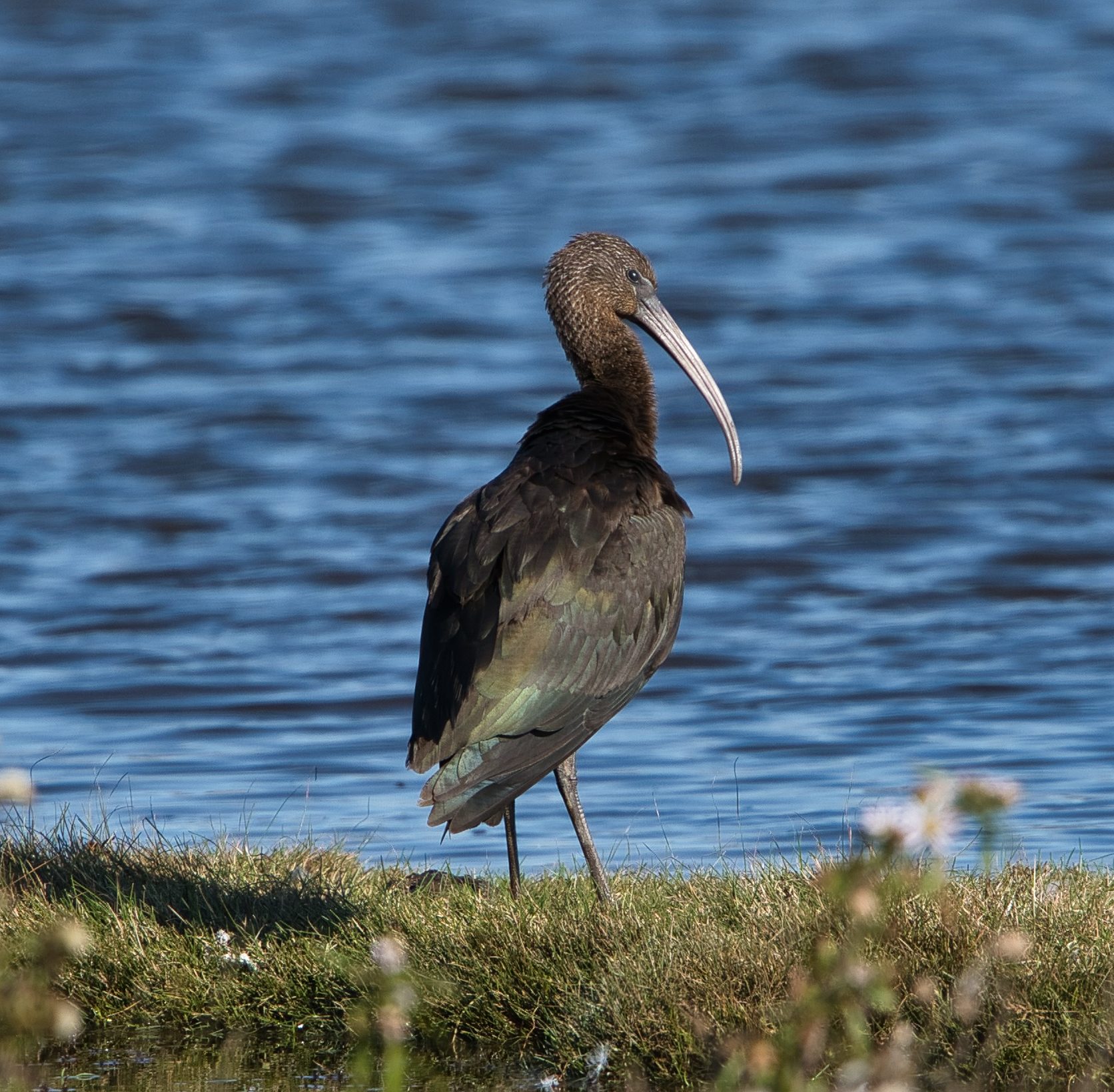 Glossy Ibis - Lodmoor DSC05330.jpeg