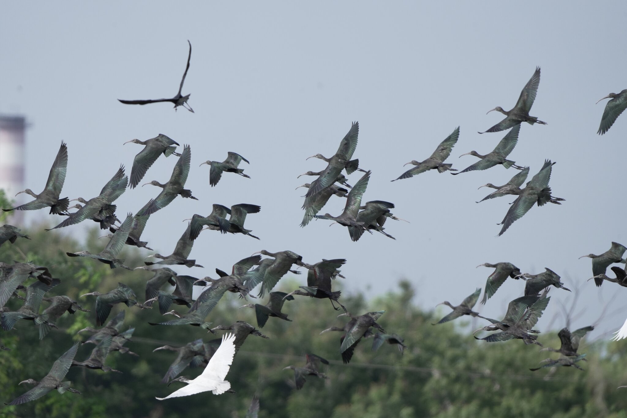 Glossy ibis