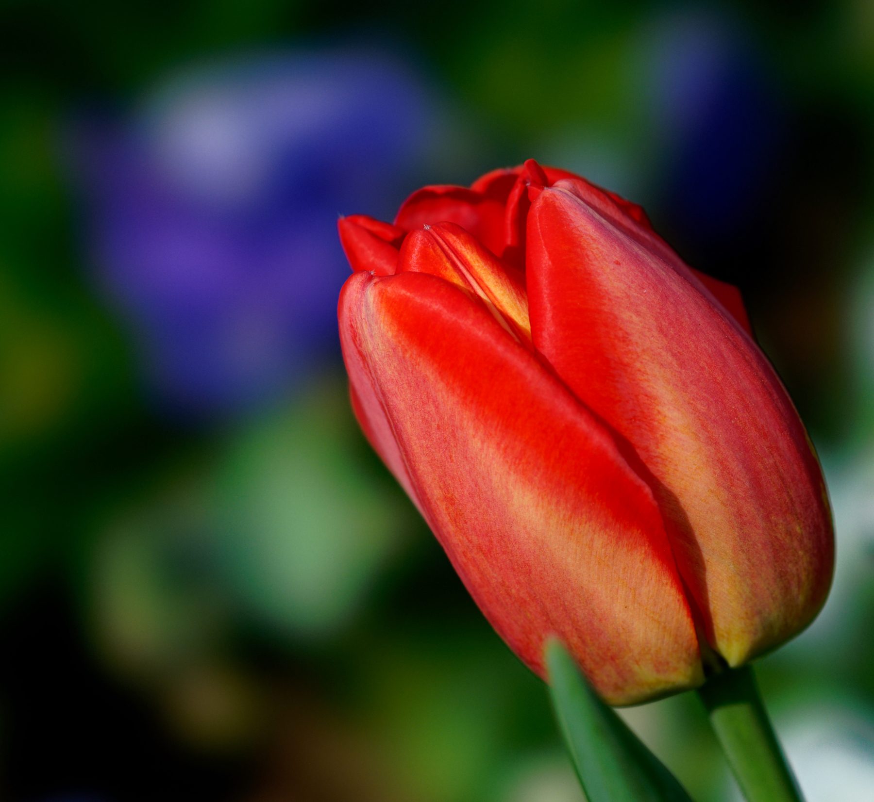 Glossy Tulip in the Sun.jpeg