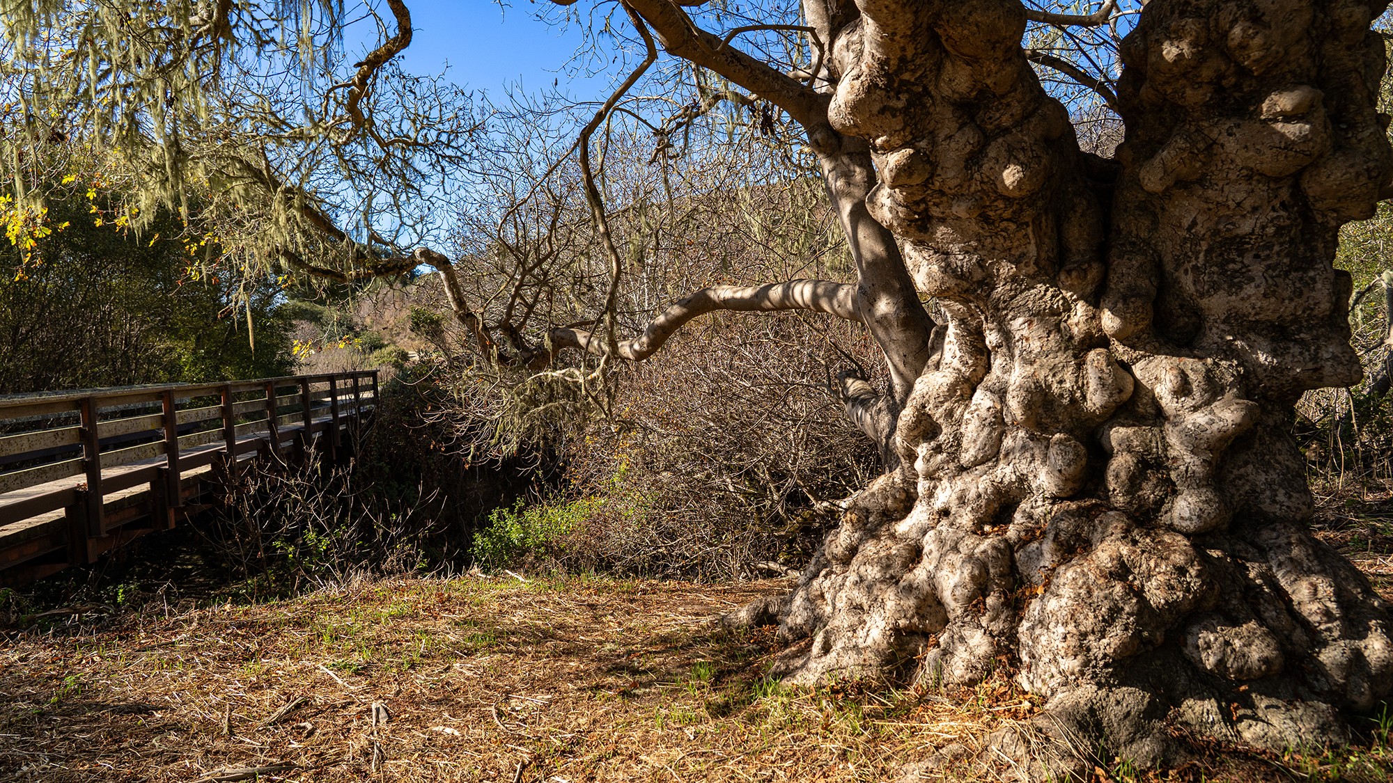 Gnarly Tree and Bridge.jpg