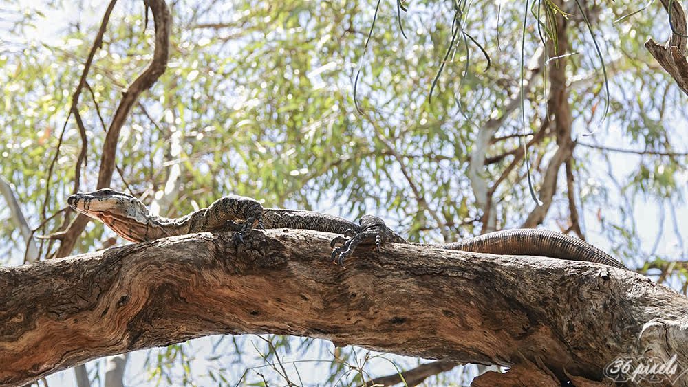 Goanna two 7-12-19 (32).JPG