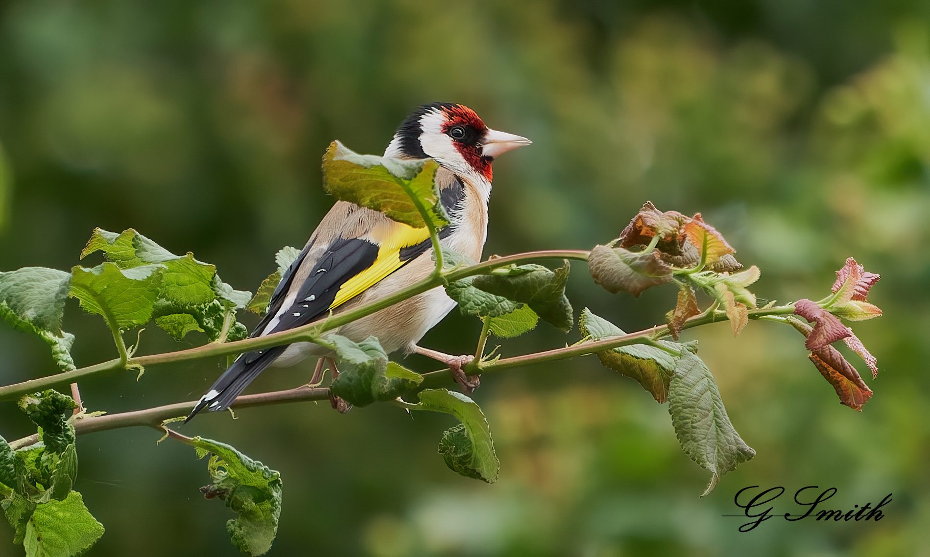 gold finch.jpg